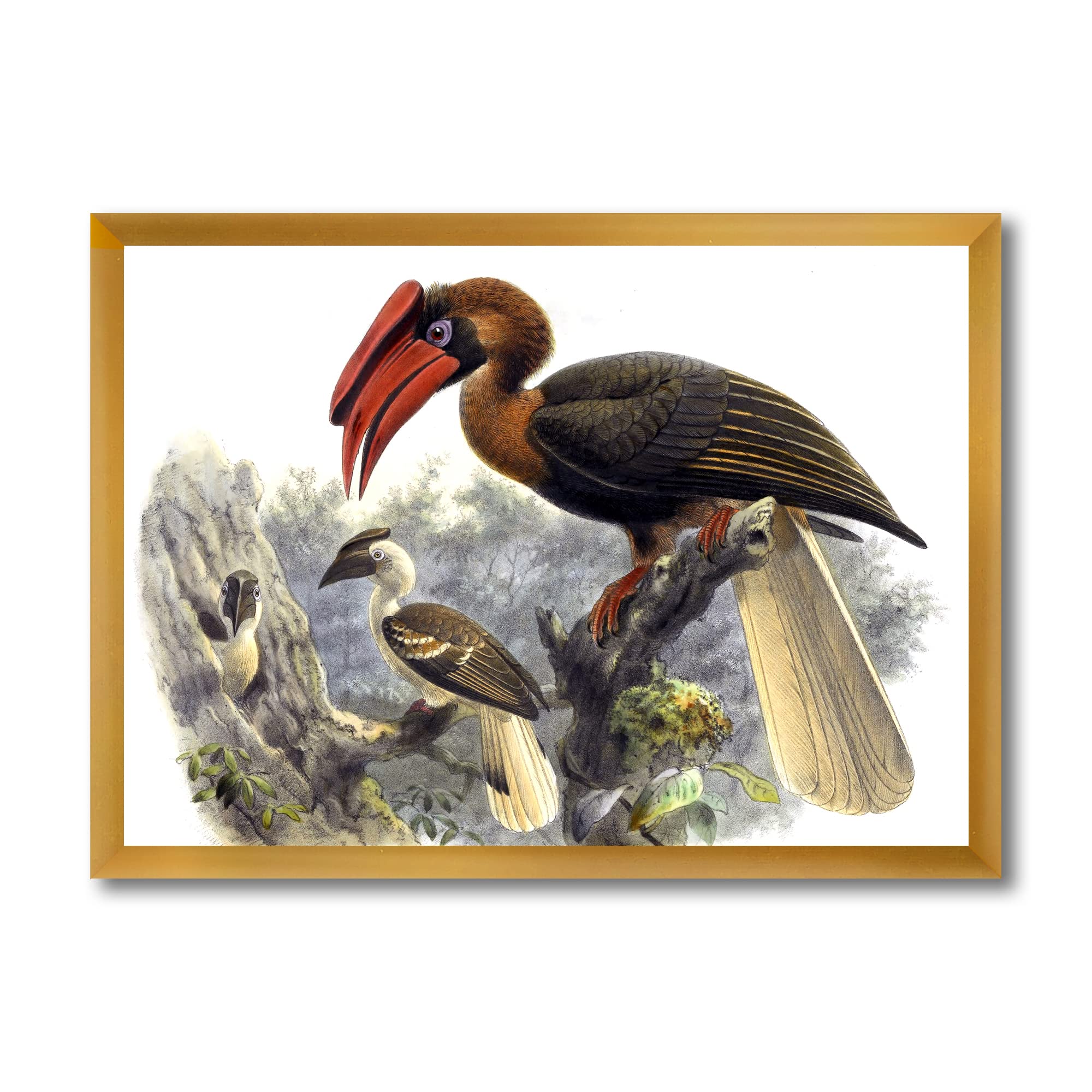 Vintage Australian Birds XI Traditional Framed Wall Art - Handmade Home Decor for Living Room, Bedroom & Office - Perfect Gift for Nature Lovers