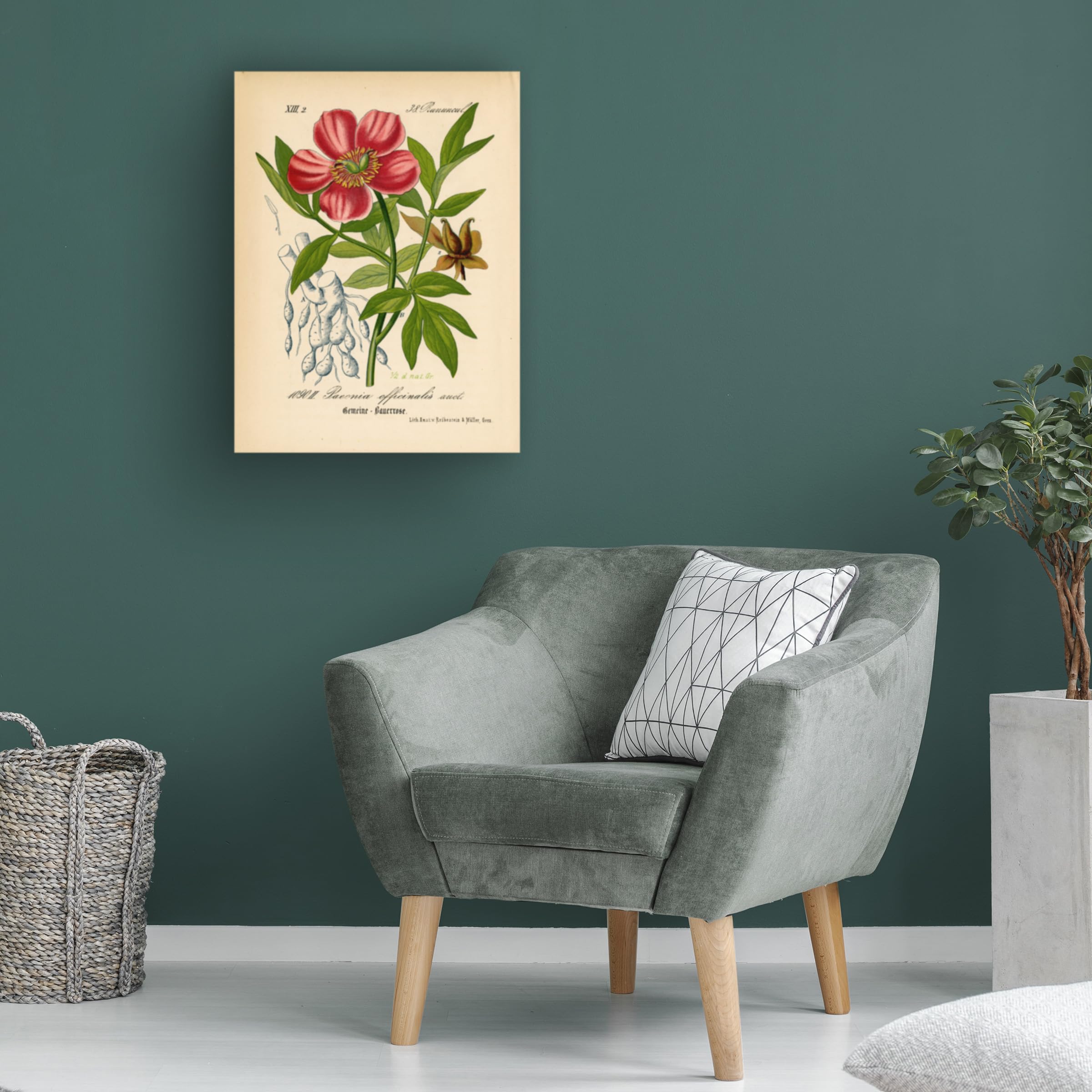 Trademark Fine Art 'Paeonia Officinalis' Floral Canvas Wall Art Print - Handmade Botanical Decor for Living Room, Bedroom & Office