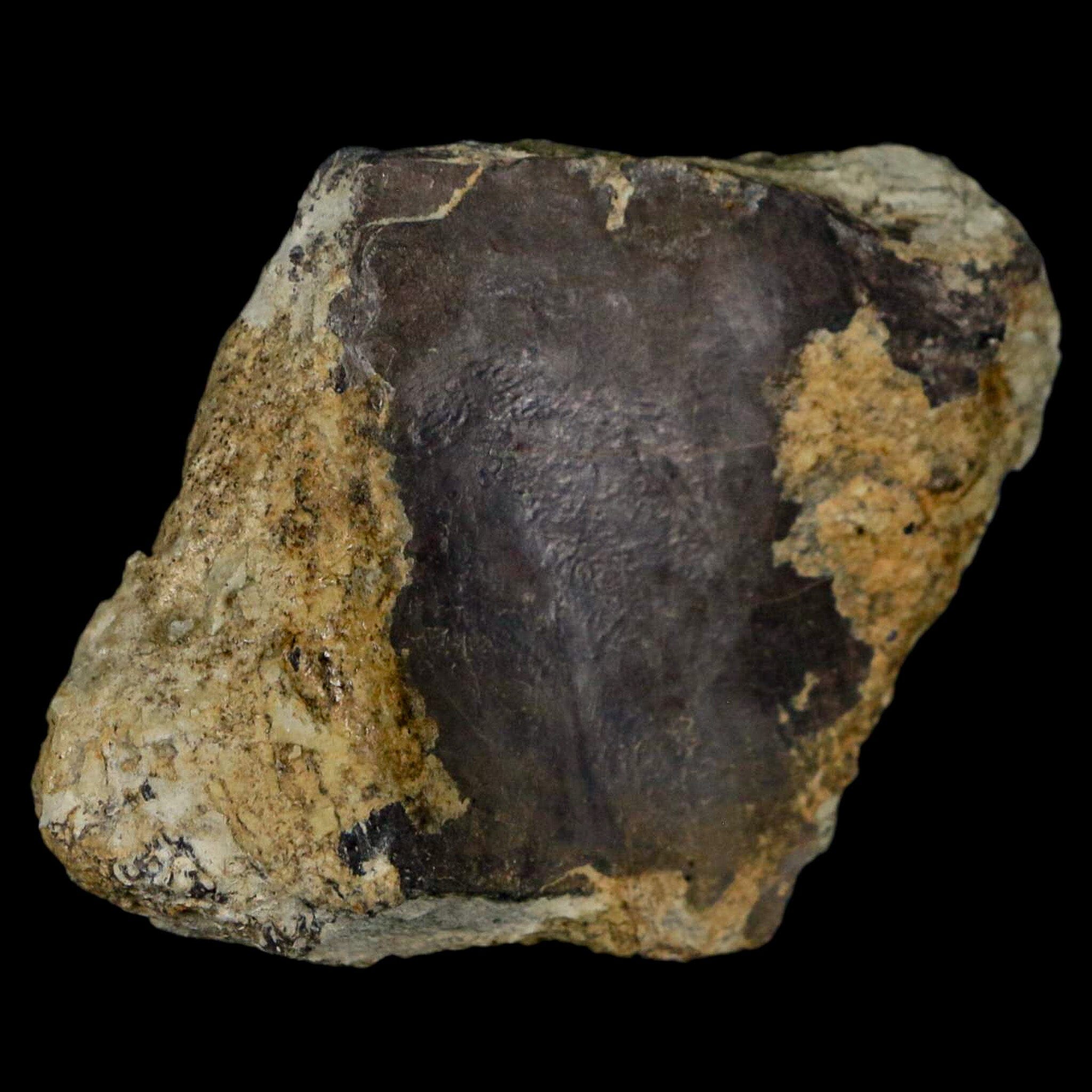 Authentic Stegosaurus Fossil Bone from Morrison Formation Wyoming - Jurassic Dinosaur Fossil with COA - Perfect for Paleontology Collectors & Dinosaur Enthusiasts