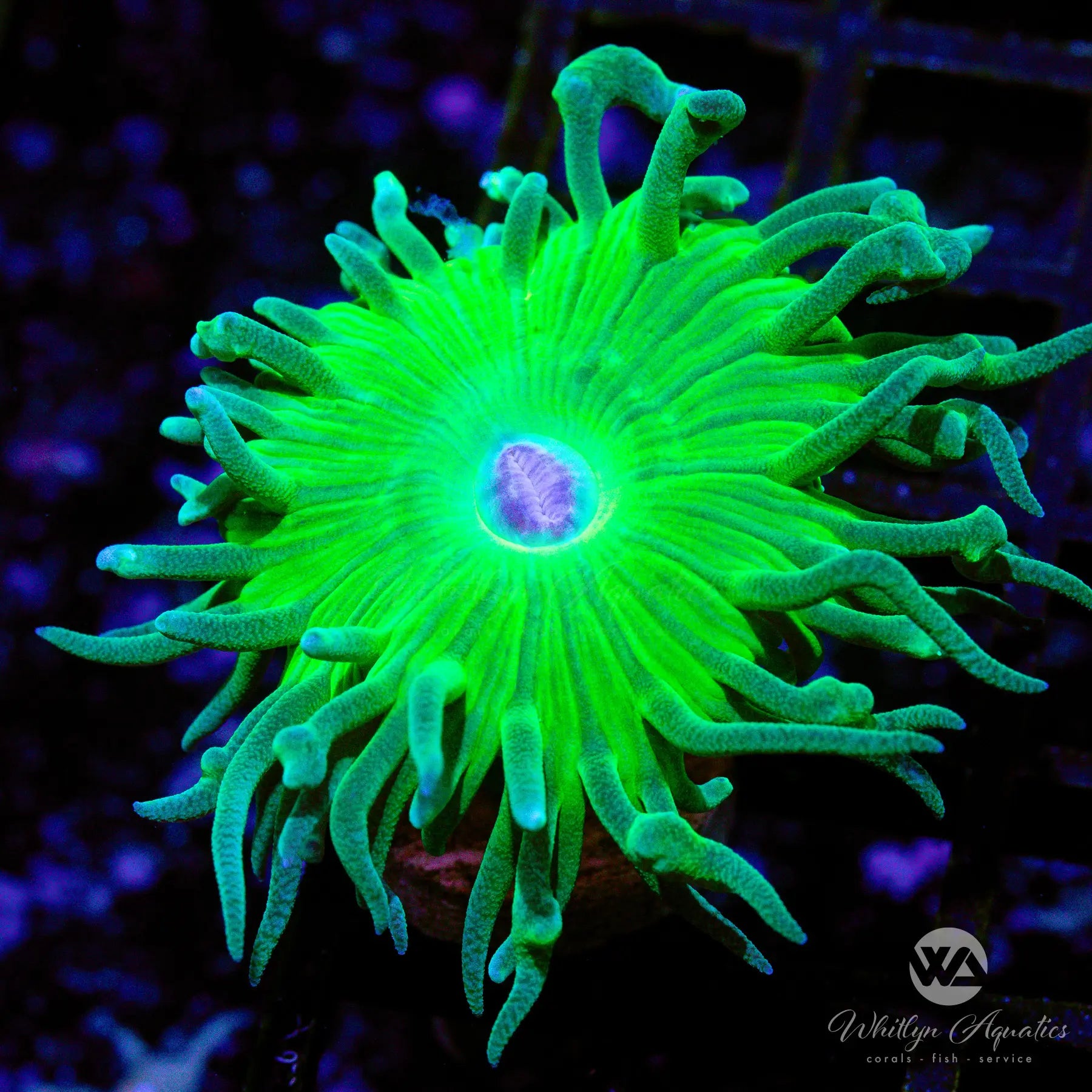 G3 Duncan Coral - Premium Live Coral for Saltwater Aquariums | WYSIWYG Frag | Perfect for Reef Tanks & Coral Propagation