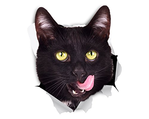 Hungry Black Cat