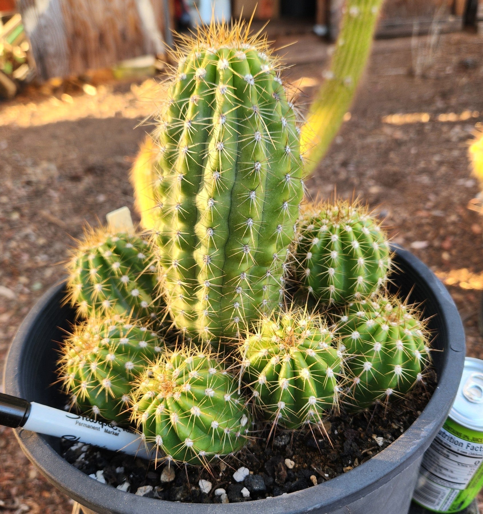 EC95 EXACT Trichocereus Grandiflorus Hybrid Cactus - Rare Collectible Succulent for Home Decor & Desert Landscaping