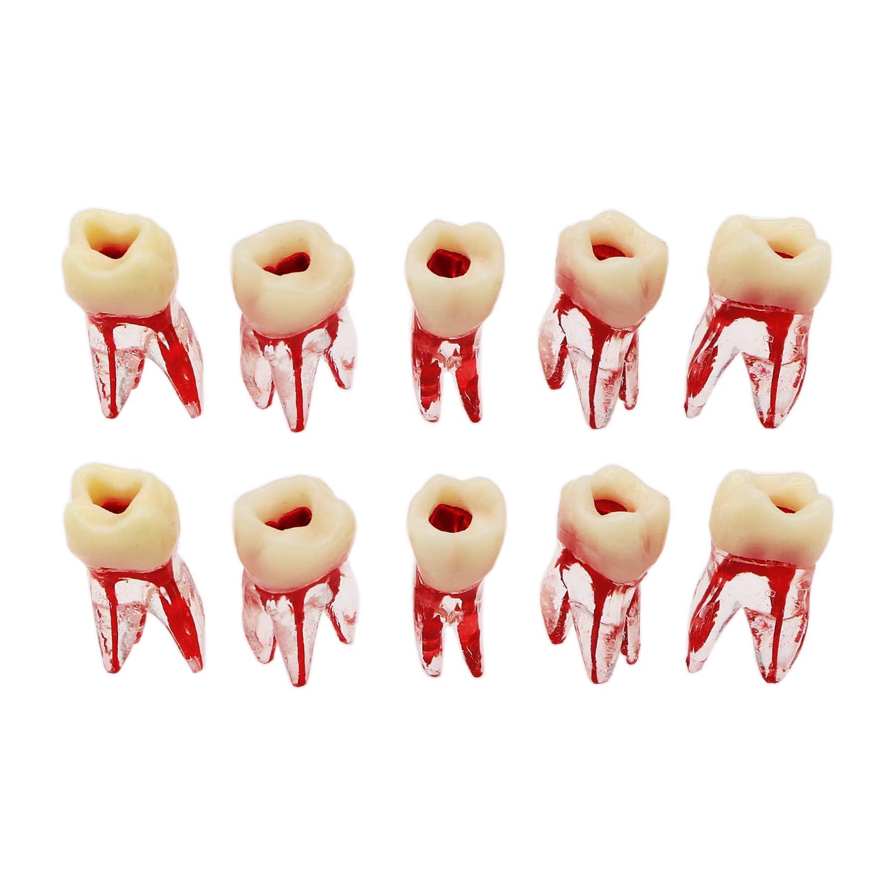 10Pcs Dental Root Canal Practice Teeth Model - 1:1 Typodont Standard M8008 for Endodontic Training, Study & Teaching | Perfect for Dental Students, Professionals & Classroom Demonstrations