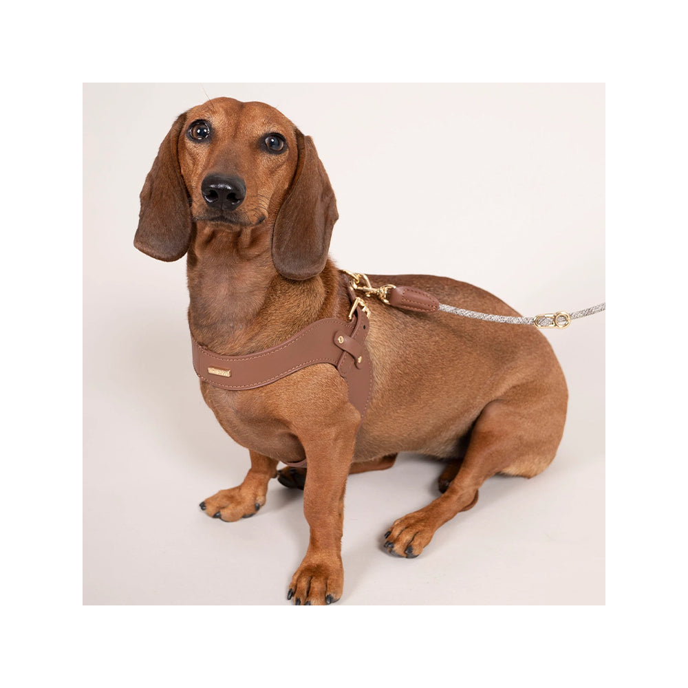 Premium Metro Petite Dog Leather Harness - Adjustable & Comfortable for Small Dogs - Perfect for Walking, Training & Outdoor Adventures