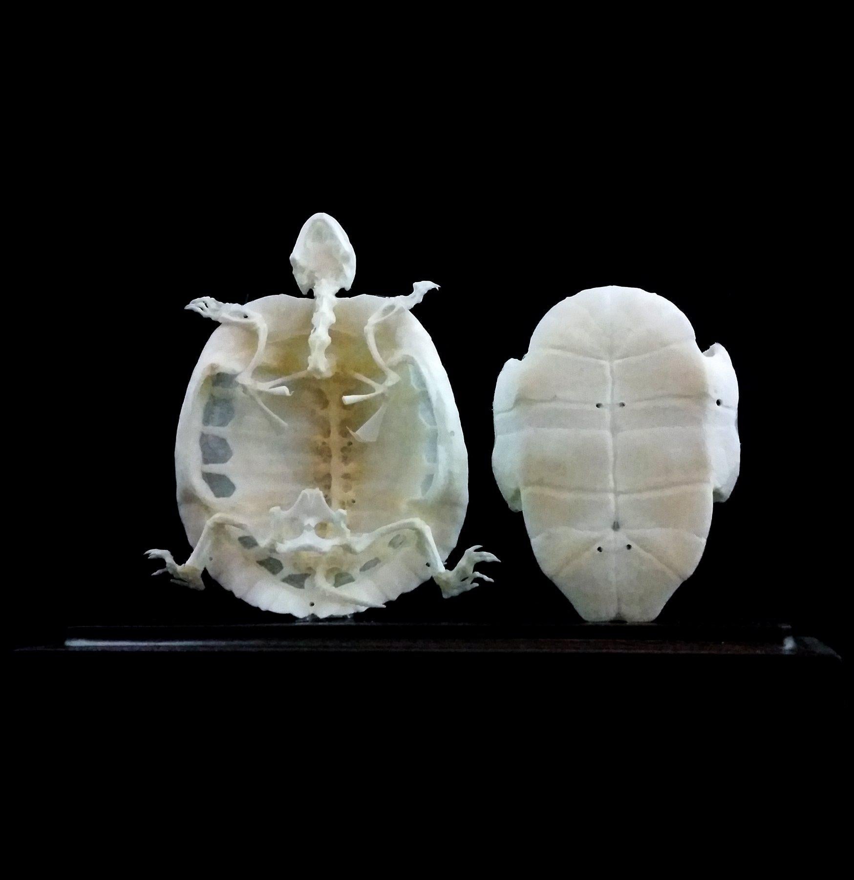Articulated Turtle Skeleton Model - Realistic Animal Anatomy Display for Science Education & Home Decor - Perfect for Classrooms, Biology Labs & Gothic Decor
