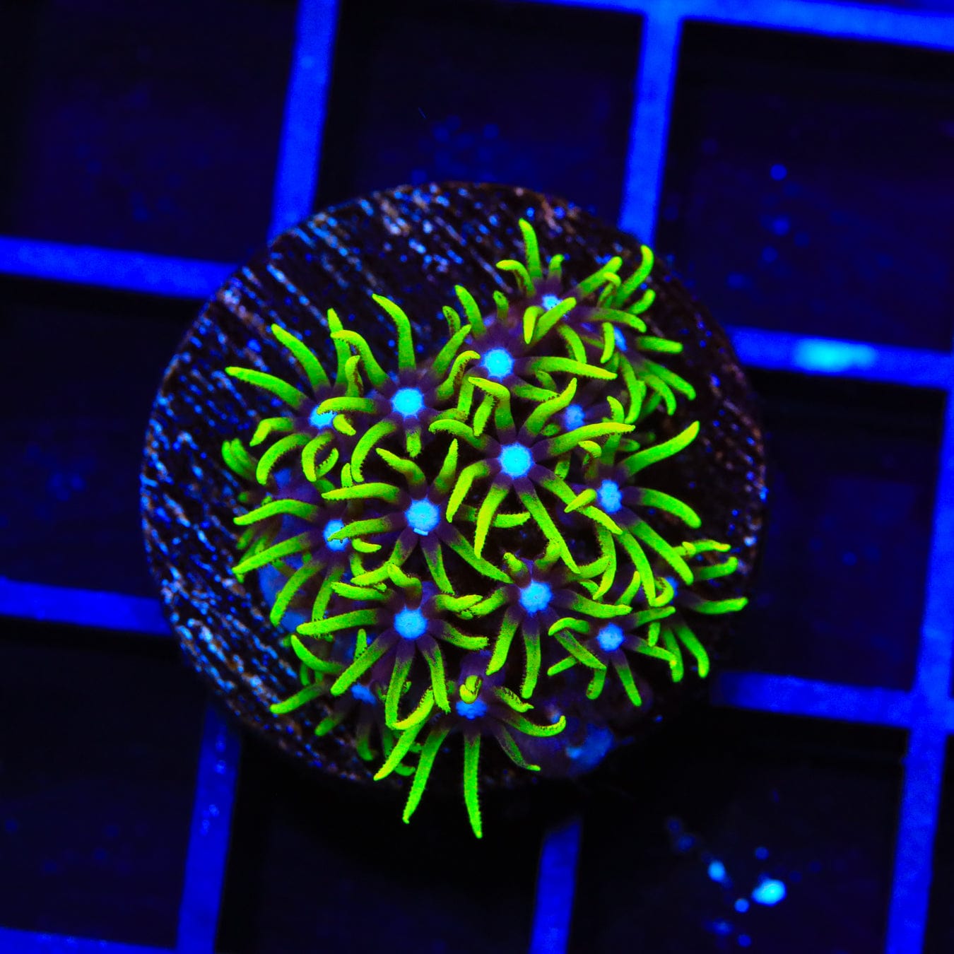 Blue Eye Star Polyps Coral - Live Saltwater Coral for Reef Aquariums | Perfect for Nano Tanks & Coral Frag Racks