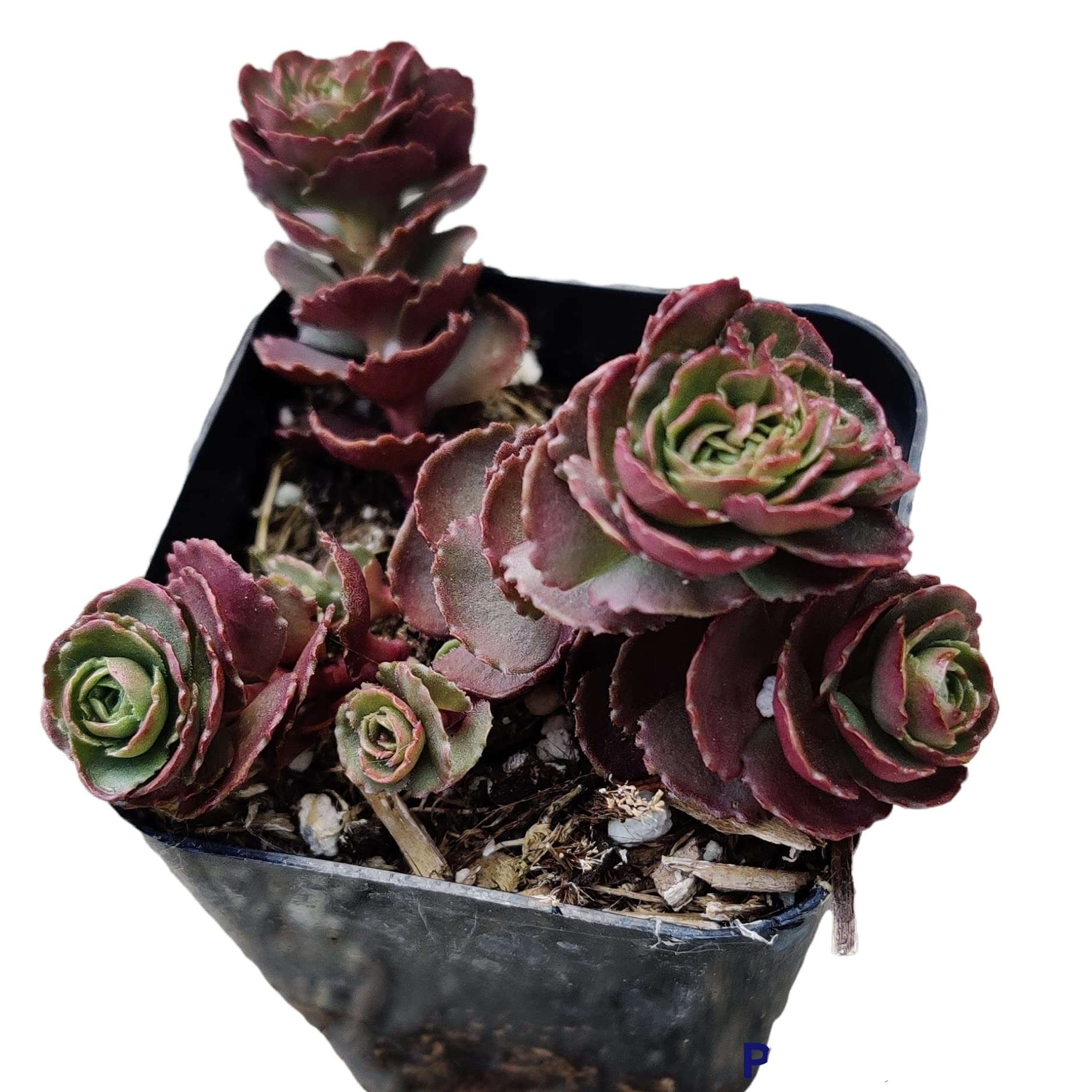 Sedum Spurium Dragon’s Blood Live Succulent Plants - 2 Inch Potted Cactus for Home Decor, Office Desk & Garden Landscaping