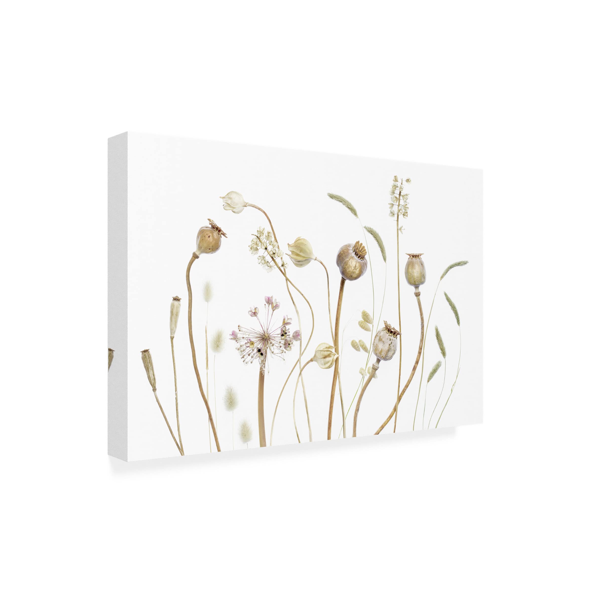 Trademark Fine Art 'Pods' Canvas Wall Art by Mandy Disher - Modern Home Decor for Living Room, Bedroom & Office