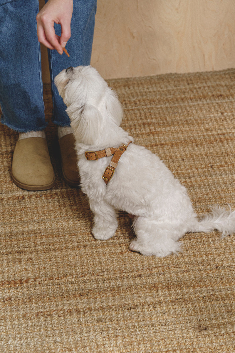 Walk Kit: Premium Walkony Leash & Harness Set in Beige Ginger for Small Dogs - Perfect for Daily Walks, Training, and Outdoor Adventures