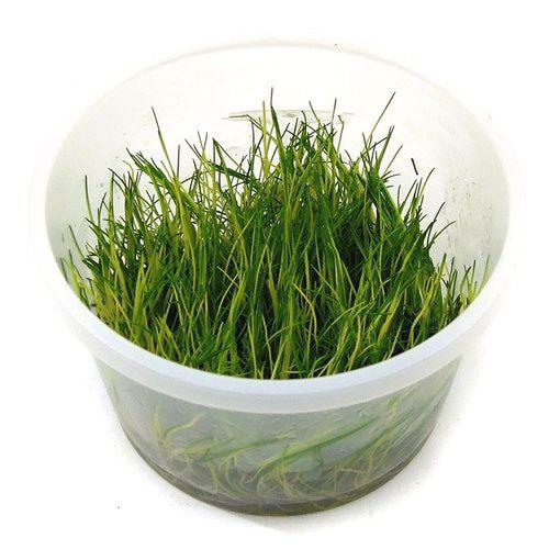 TCulture Eleocharis Acicularis Dwarf Hairgrass Live Aquarium Plant (TC Cup) - Perfect for Aquascaping, Nano Tanks & Freshwater Fish Tanks