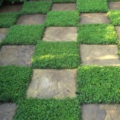 Rupturewort Green Carpet Ground Cover Seeds (Herniaria Glabra) - 200+ Premium Seeds for Lawn Alternative, Rock Gardens & Erosion Control - Fast Growing Drought-Tolerant Perennial Plant