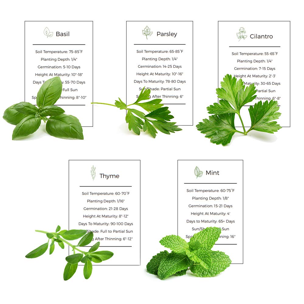 Organic Herb Garden Seeds Collection - 5 Culinary Herb Seeds Pack: Basil, Mint, Parsley, Cilantro & Thyme | Non-GMO Heirloom Seeds for Planting | Perfect for Kitchen Gardens, Indoor Herb Planters & Homegrown Seasonings