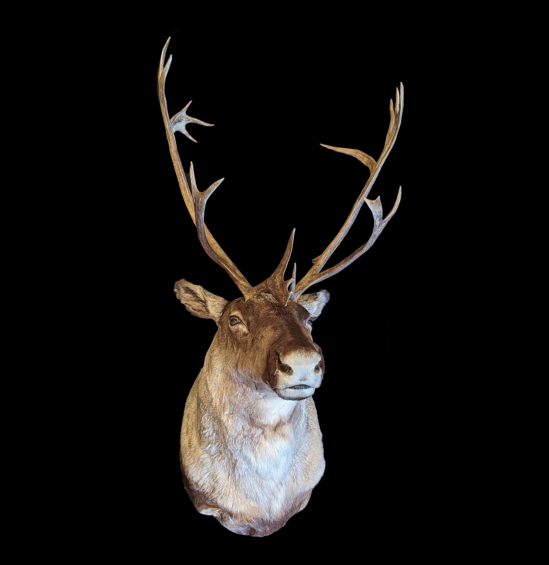 Premium Caribou Taxidermy Shoulder Mount - Realistic Hunting Trophy Decor for Cabin, Lodge & Man Cave - Perfect for Hunters & Outdoor Enthusiasts