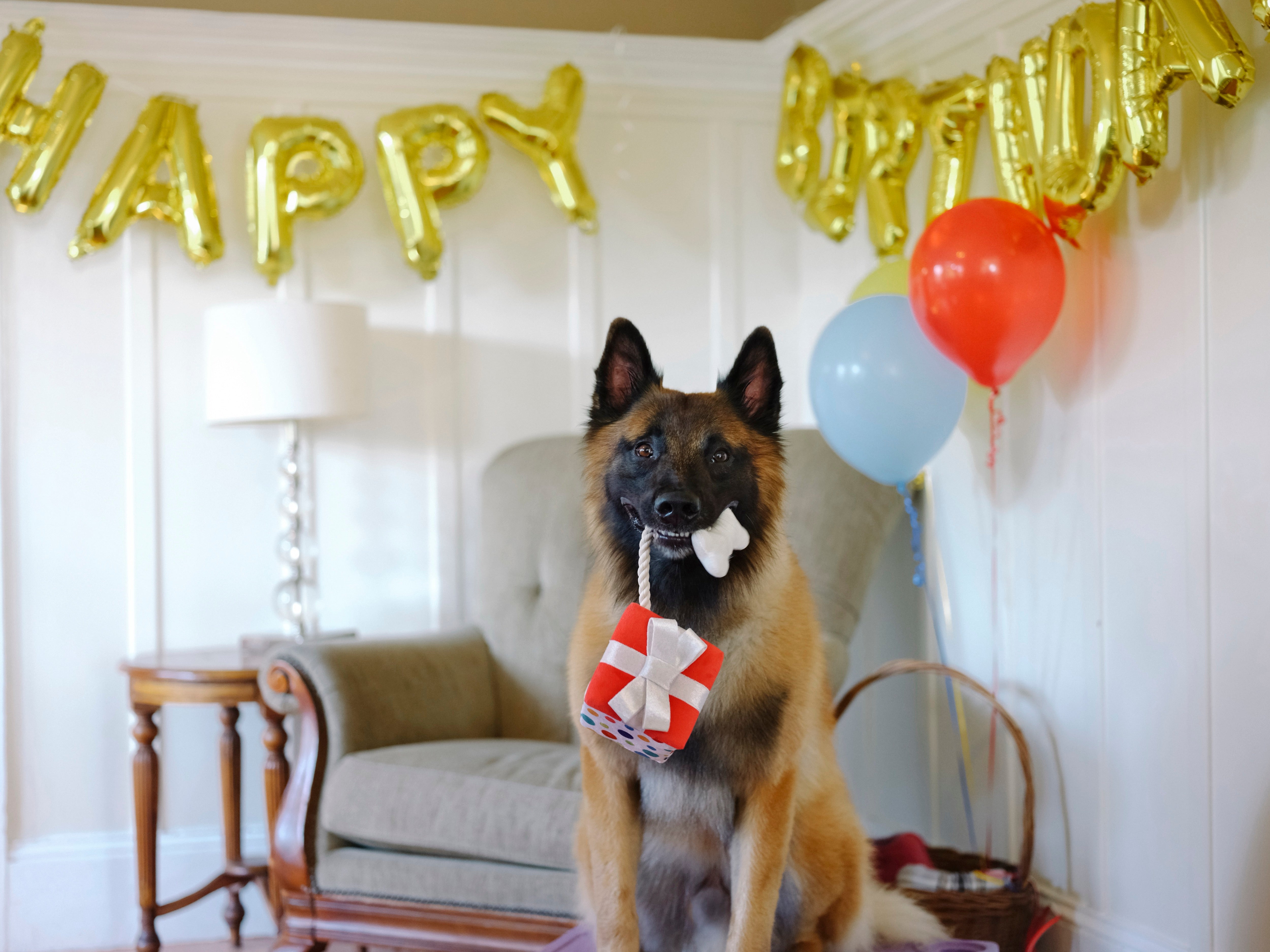 Perfect Gift for Dogs - Party Time™ Plush Dog Toy by Pet P.L.A.Y. | Soft & Durable Chew Toy for Puppies & Adult Dogs - Great for Playtime, Training & Cuddling
