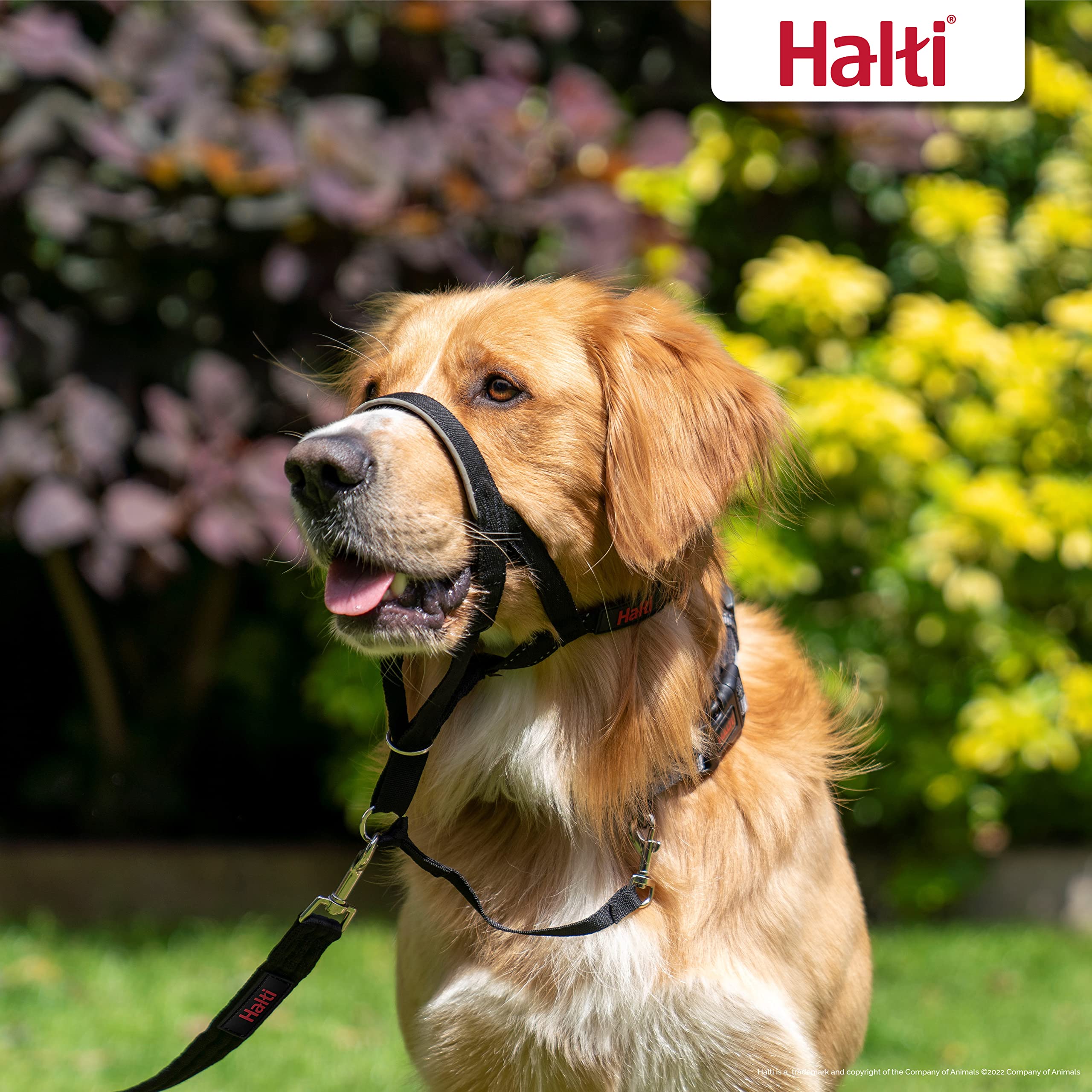 HALTI Headcollar Size 3 & Training Leash Large - No Pull Dog Collar Set for Medium Dogs | Adjustable, Lightweight with Padded Nose Band | Black | Perfect for Walking, Training & Behavior Correction