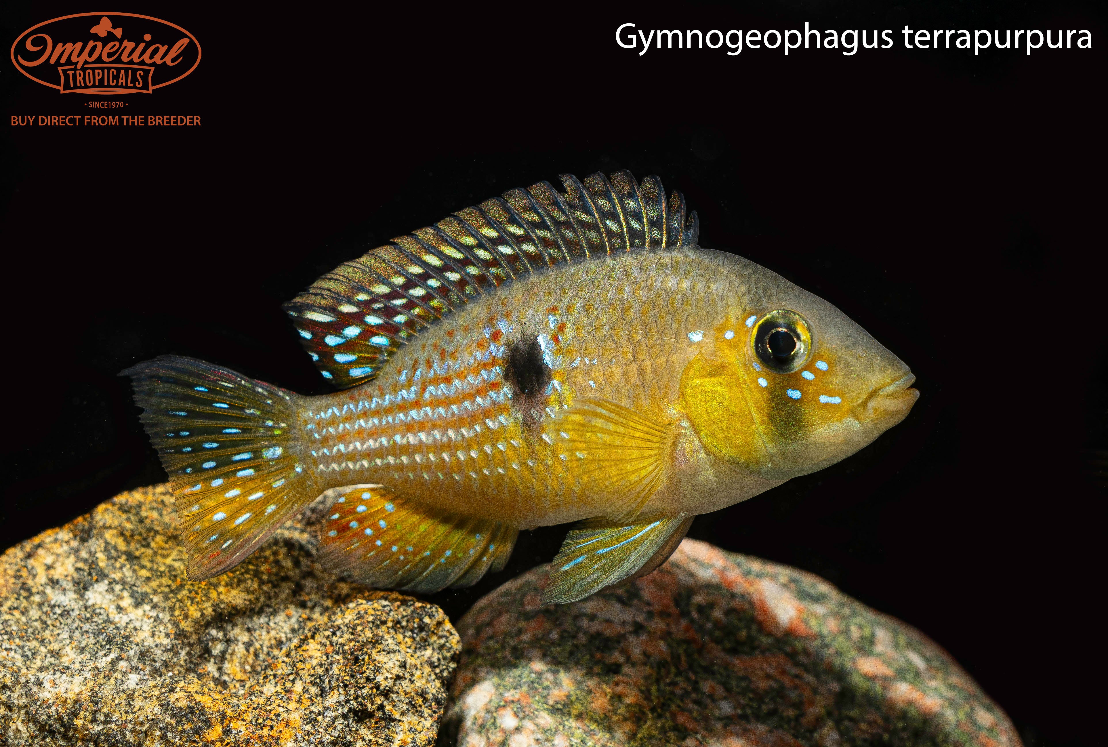 Gymnogeophagus Terrapurpura - Rare Freshwater Cichlid Fish for Aquariums | Perfect for Community Tanks & Exotic Fish Collections