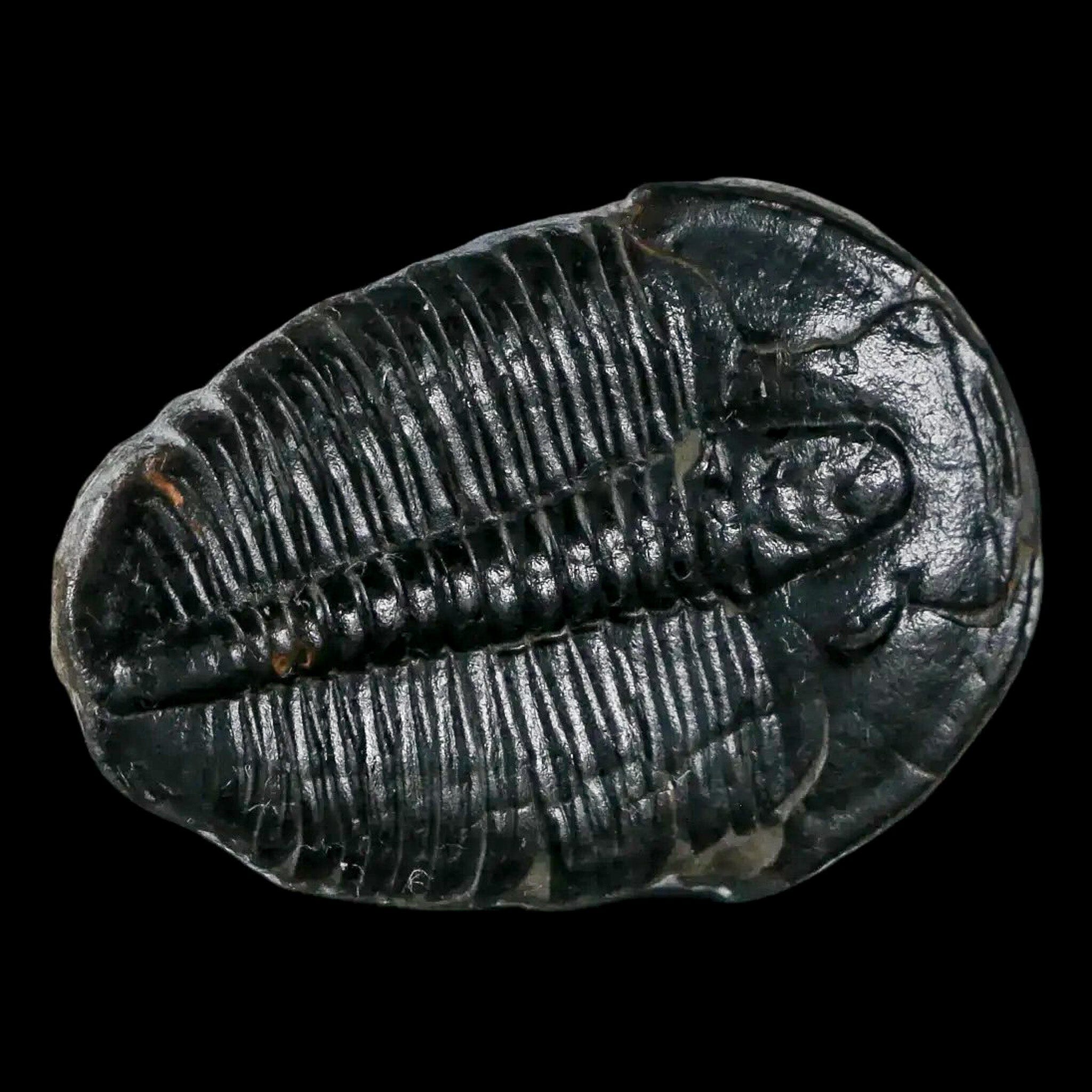 1.2