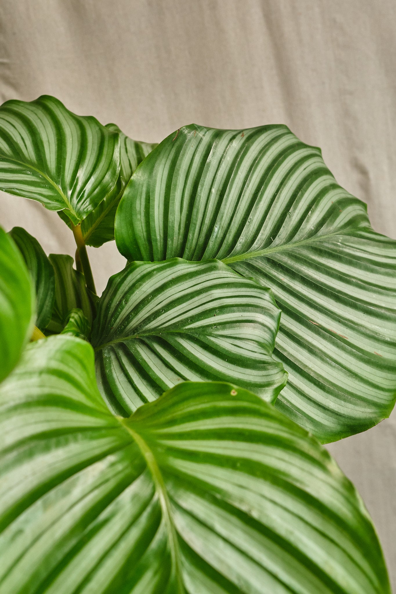 Calathea Orbifolia Prayer Plant - Large Tropical Houseplant with Striking Leaf Patterns - Perfect for Home, Office & Indoor Decor