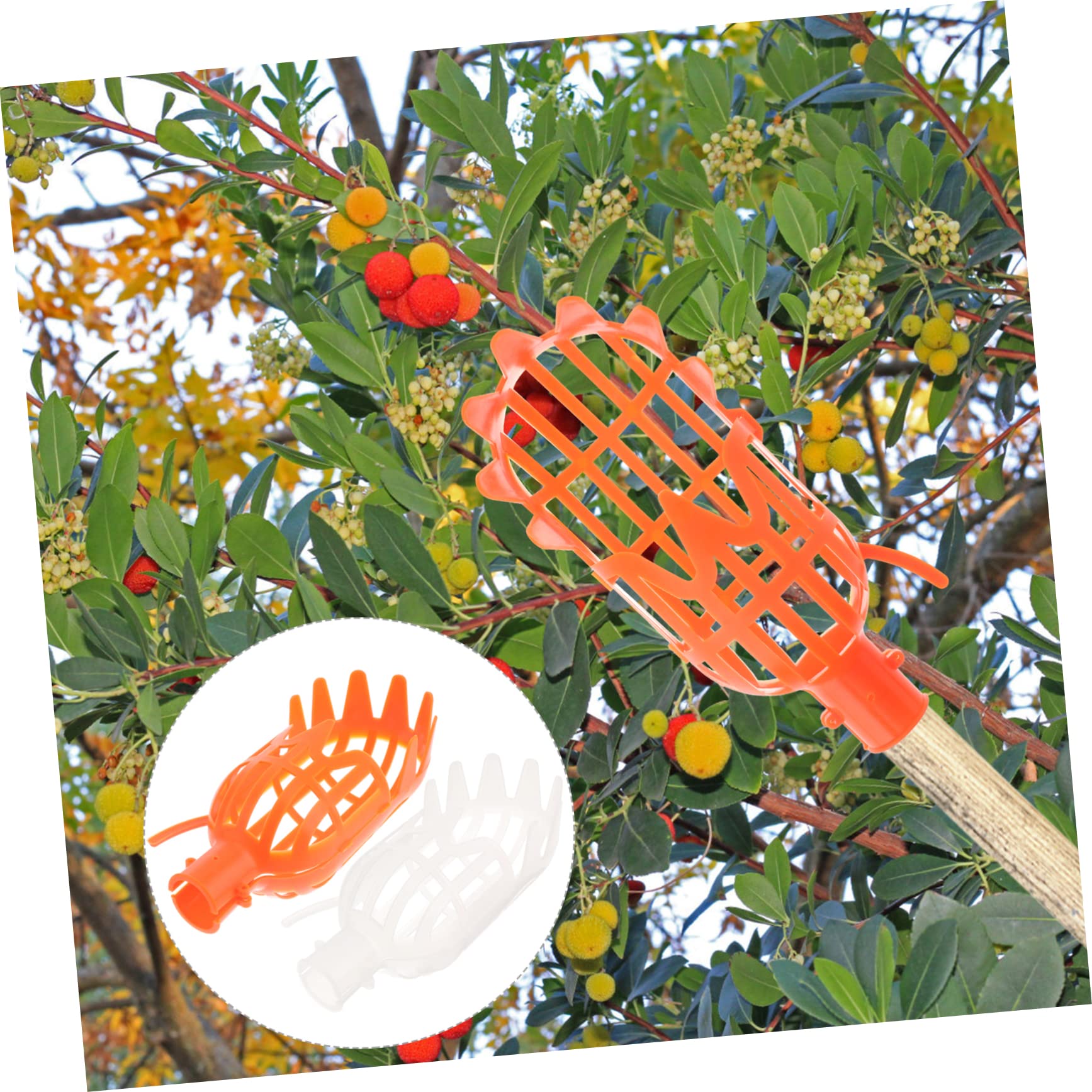 2-Pack Plastic Fruit Picker Tool - Lightweight Orchard Harvesting Basket for Jujube, Persimmon, Mango & More - Easy Reach Fruit Collector for Home Garden, Farm & Backyard Harvesting