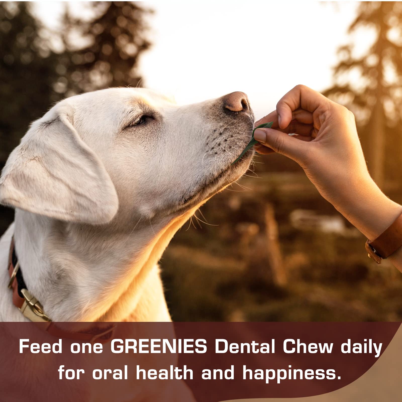Original Natural Dog Dental Care Mint Snacks - HealthyBones Oral Health Treats for Large Breed Dogs Like Entlebucher Mountain & Herding Dogs (30 Count) | Freshens Breath & Supports Teeth Cleaning for Active Pets