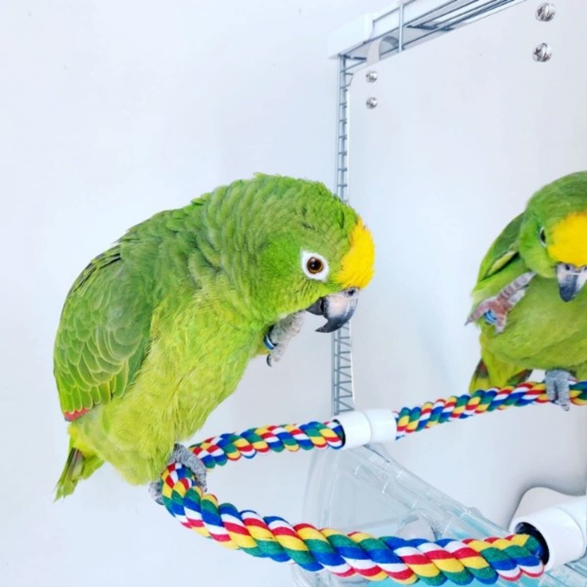 Stainless Steel & Acrylic Bird Mirror with Colorful Cotton Rope Perch for Finches, Cockatiels, Parrots, Conures, Lovebirds, Canaries - Perfect for Bird Cages, Aviaries & Play Gyms