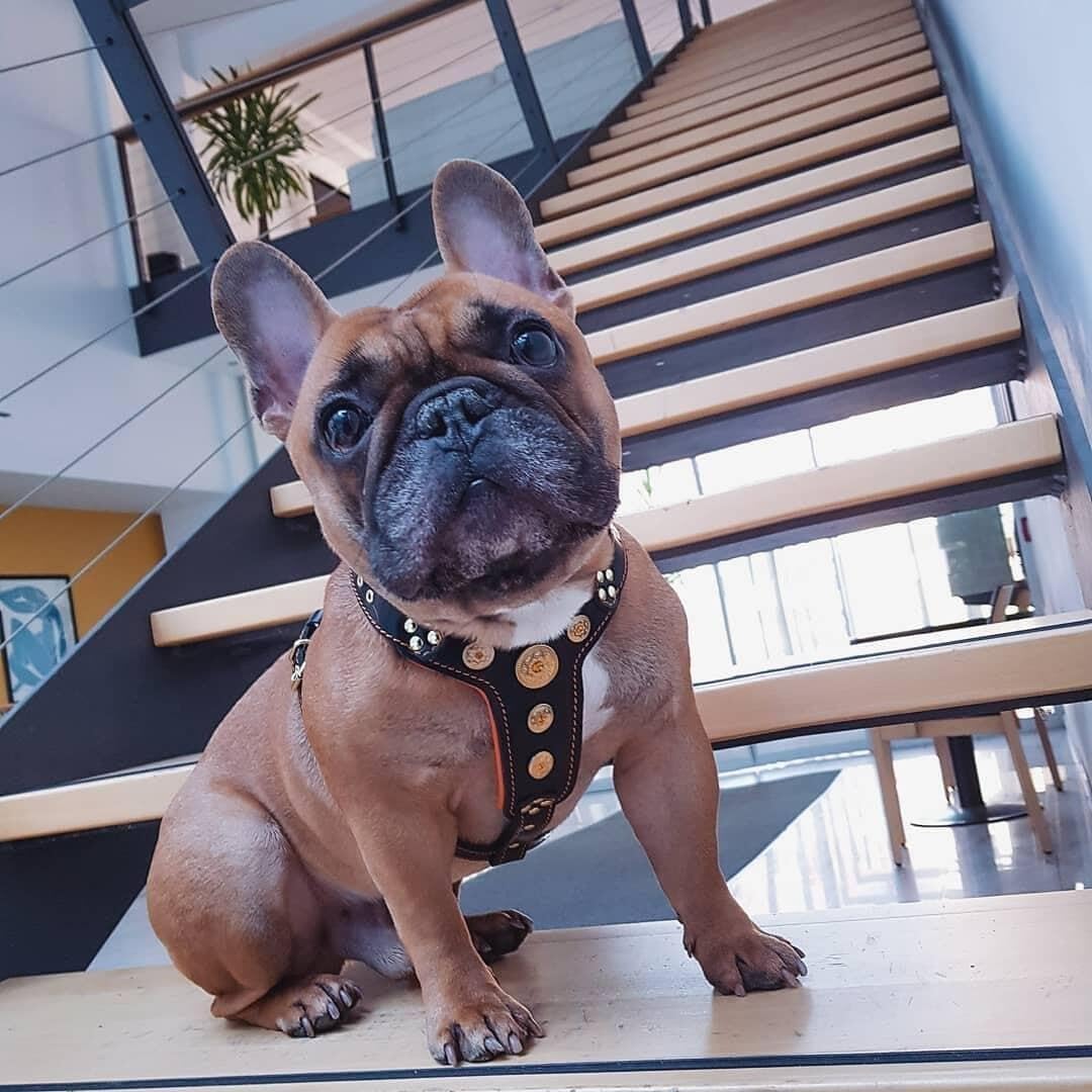 Bestia Bijou Genuine Leather Studded Dog Harness for Small to Medium Breeds - Stylish & Durable Pet Accessory for Walking, Training & Outdoor Adventures