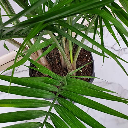 Majesty Palm Tree Live Plant - 55