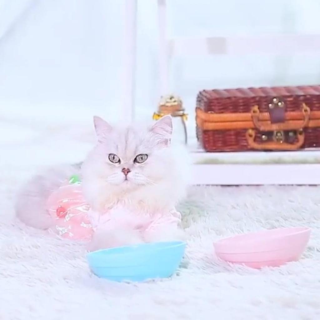 UJEAVETTE® Non-Slip Pet Bowl for Cats & Dogs - Durable Food and Water Dish, BPA-Free, Perfect for Indoor & Outdoor Feeding - Yellow
