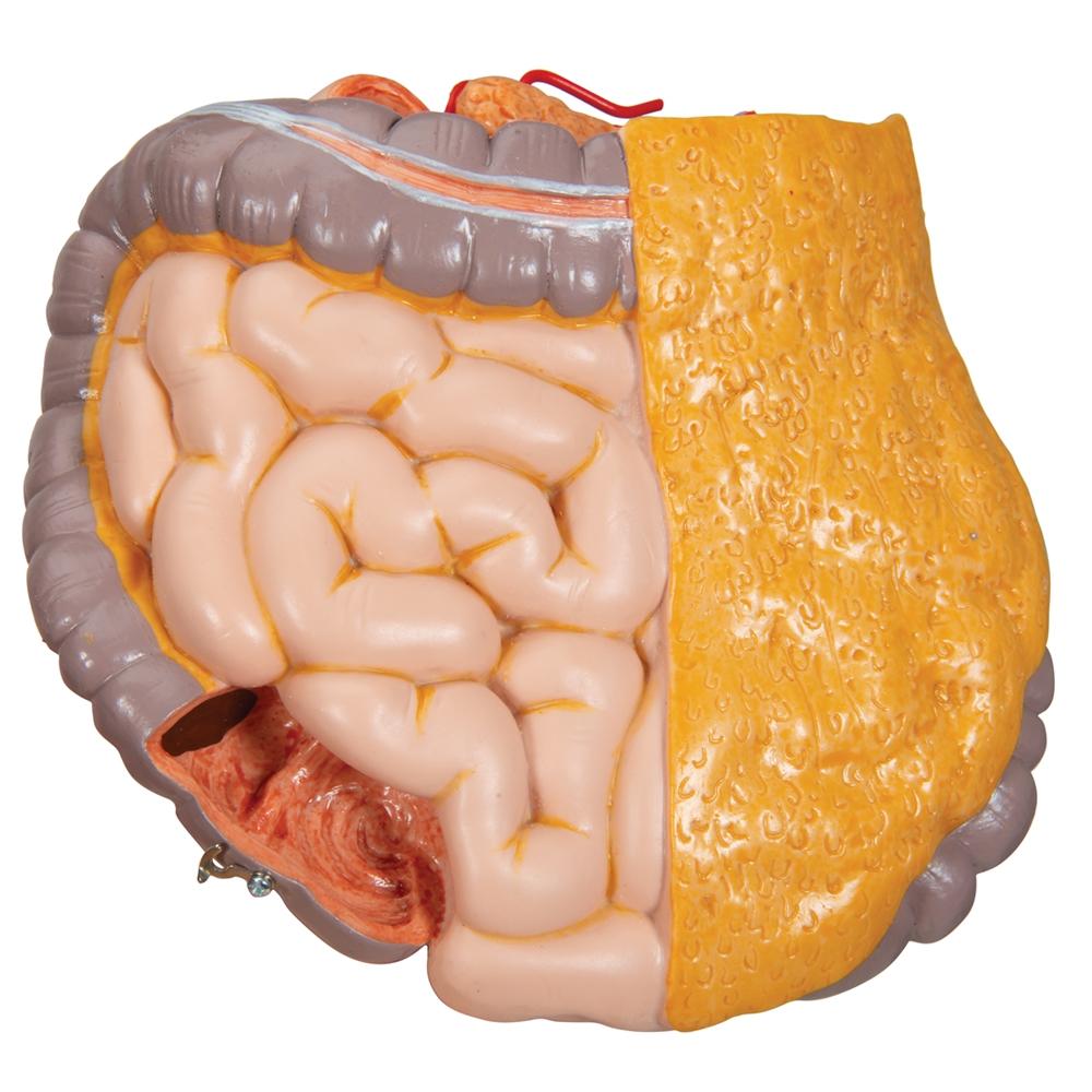 20-Piece Dual Gender Torso with Half Skull Head - Anatomical Model for Medical Students, Artists & Halloween Decor