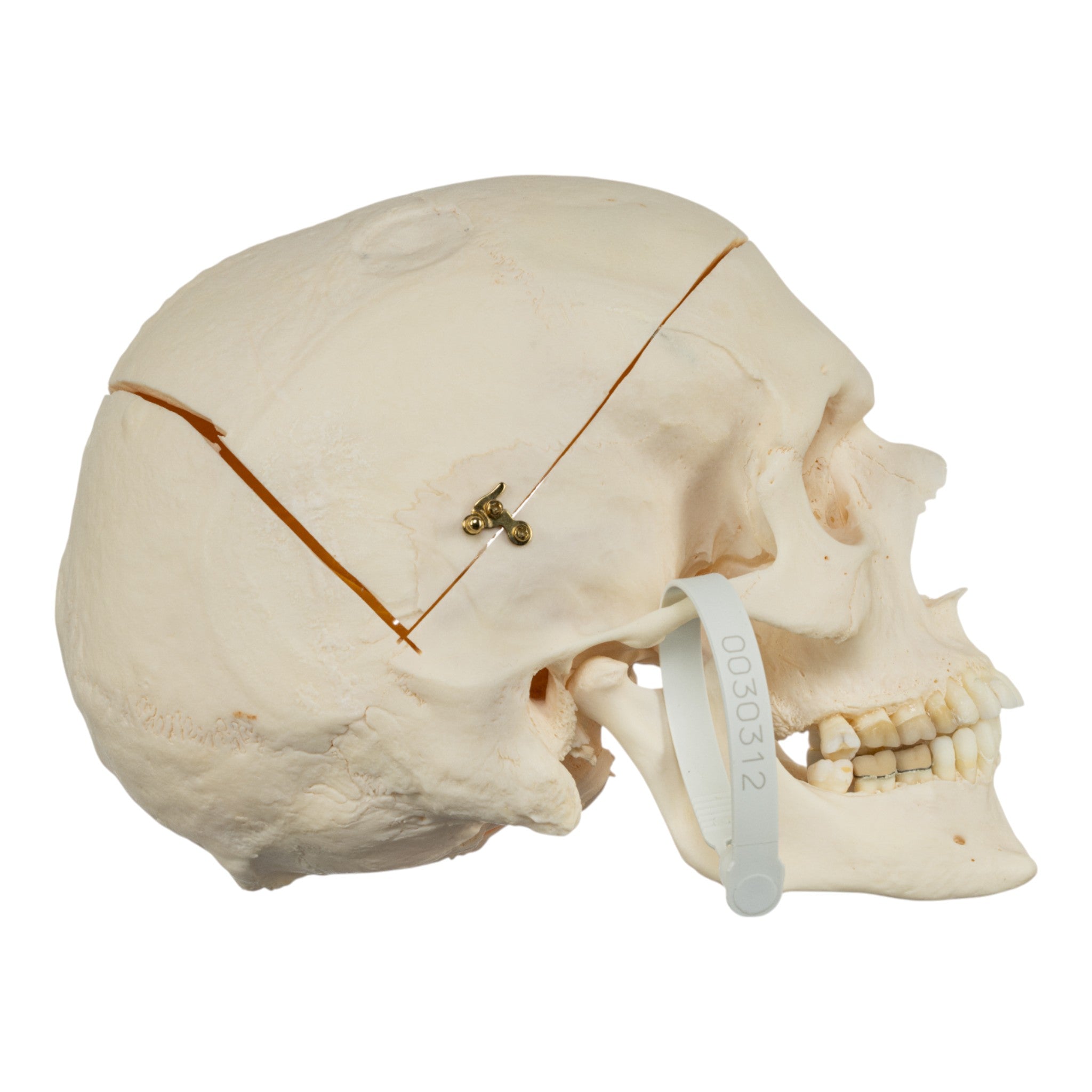 Premium Anatomical Human Skull Model for Medical Research & Pathology Studies - Ideal for Medical Training, Classroom Education & Forensic Analysis