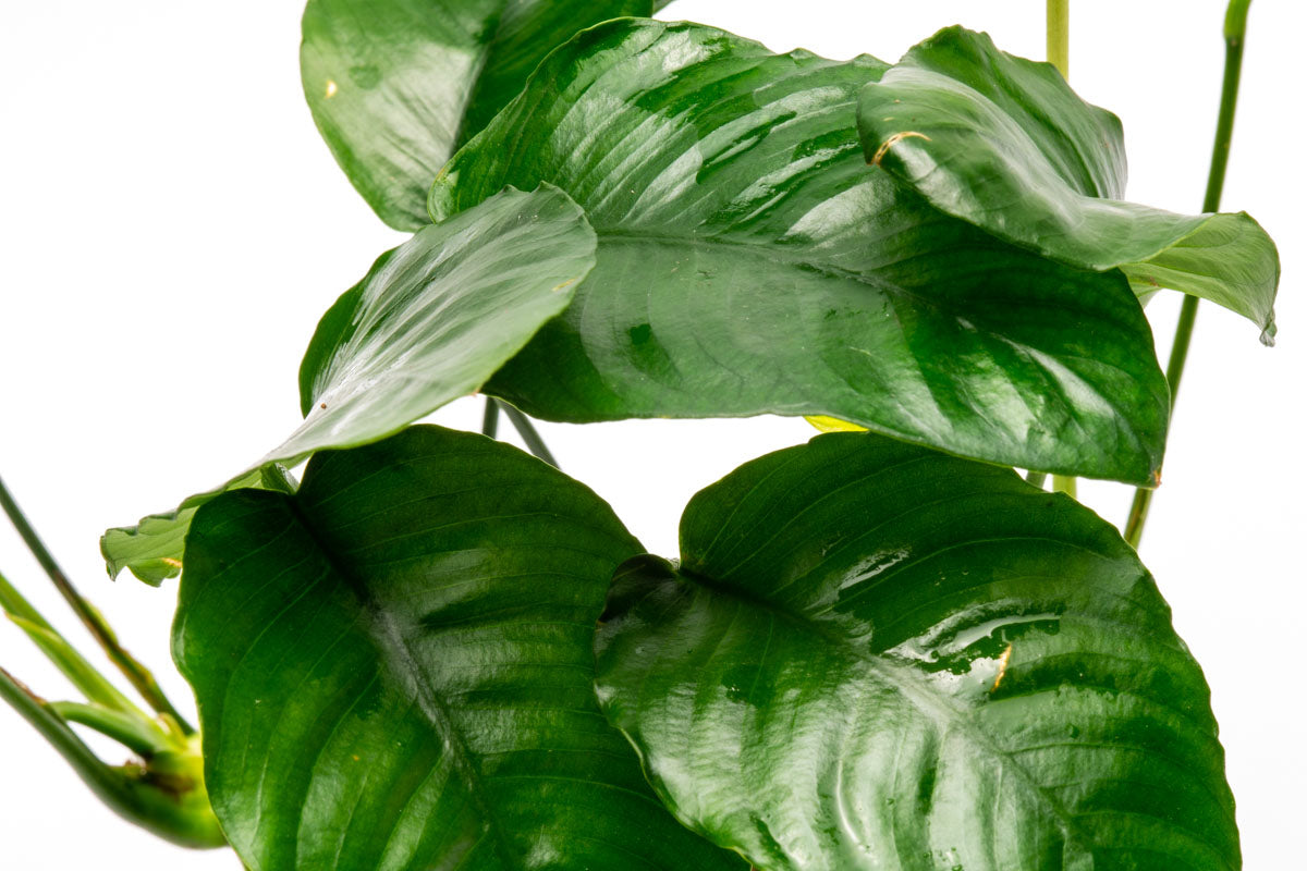 Anubias Wrinkle Leaf Aquatic Plant - Live Freshwater Aquarium Plant for Fish Tanks, Low Light & Easy Care - Perfect for Aquascaping, Shrimp Tanks & Natural Decor