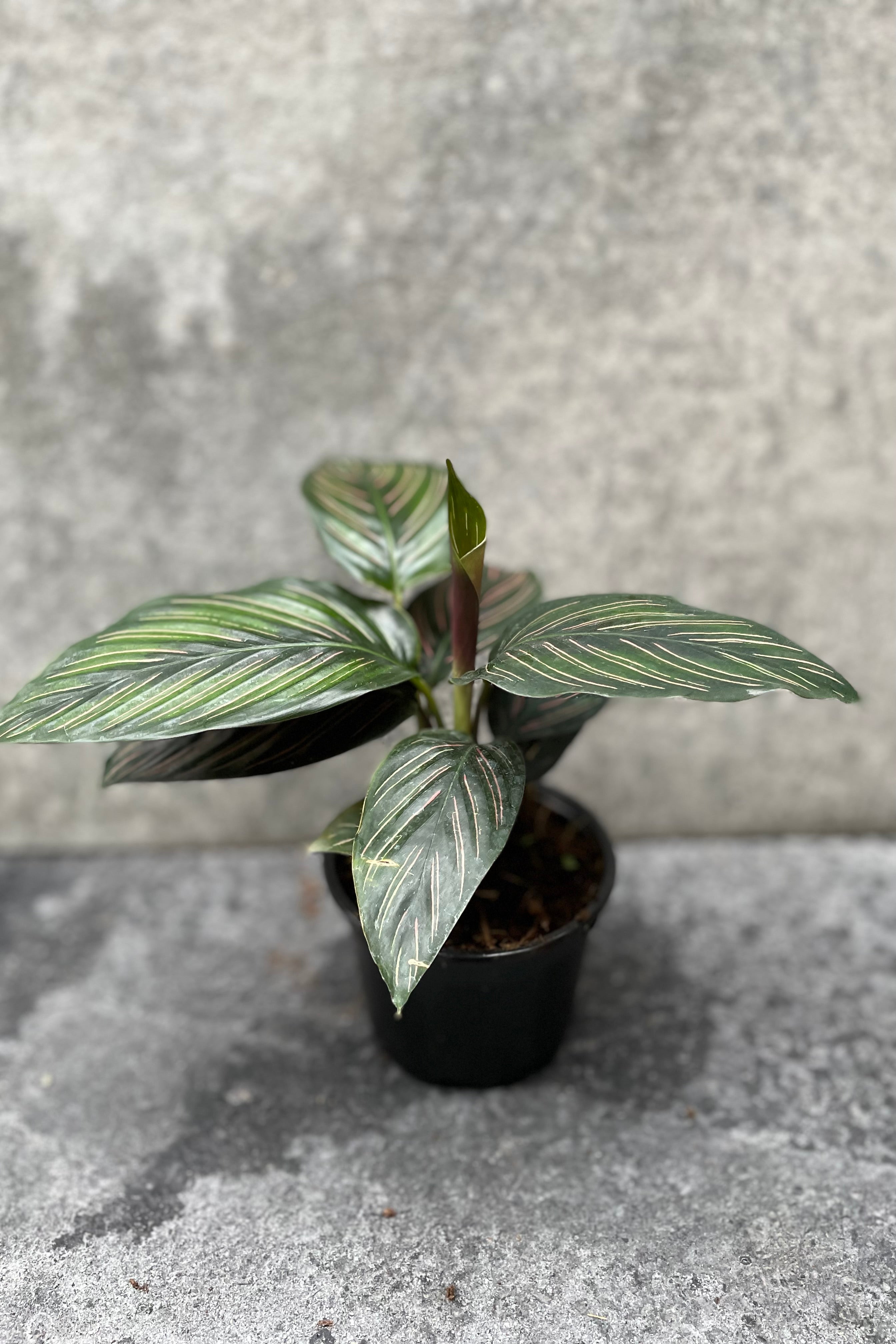 Calathea 'Beauty Star' 4 Inch Live Plant - Rare Prayer Houseplant with Striking Striped Leaves for Home & Office Decor
