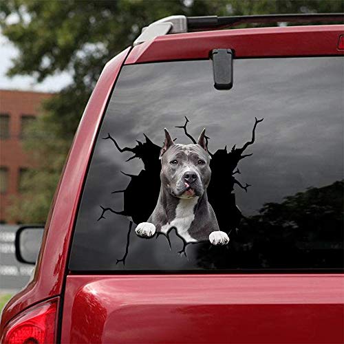 American Pitbull-03