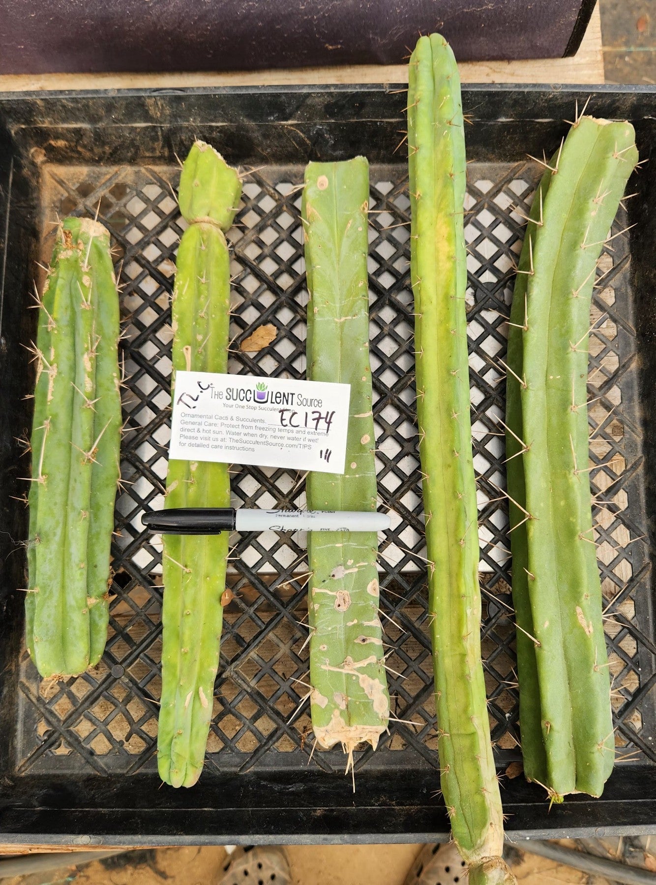 Premium Trichocereus Bridgesii Cactus Cuttings - Authentic TLC Grafted Lot #EC174 | Perfect for Home Gardening, Landscaping & Spiritual Ceremonies