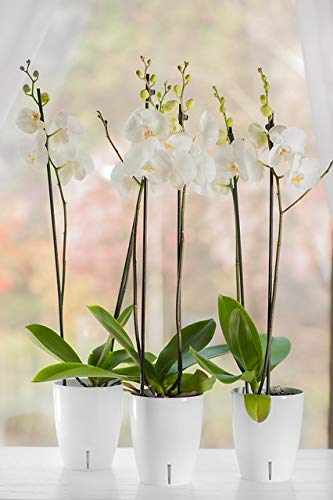 5.5 Inch Self Watering Orchid Pot with Wick System - Blue Decorative Planter with Aeration, Drainage & Water Level Indicator for Healthy Orchid Growth - Perfect for Home, Office & Indoor Garden Decor