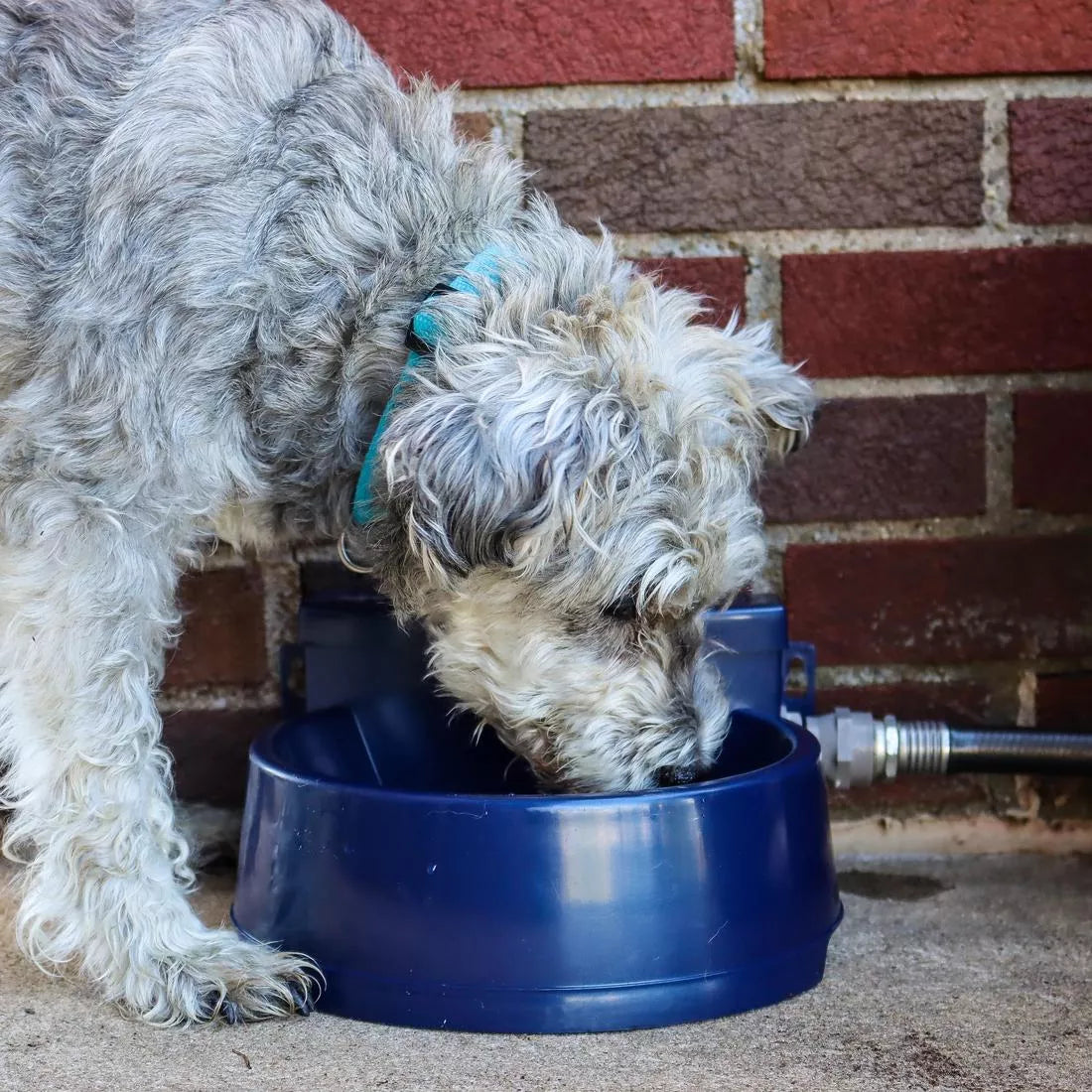 Bergen Automatic Refill Pet Water Fountain - Self-Cleaning Dog & Cat Water Dispenser for Home, Office, or Travel Use