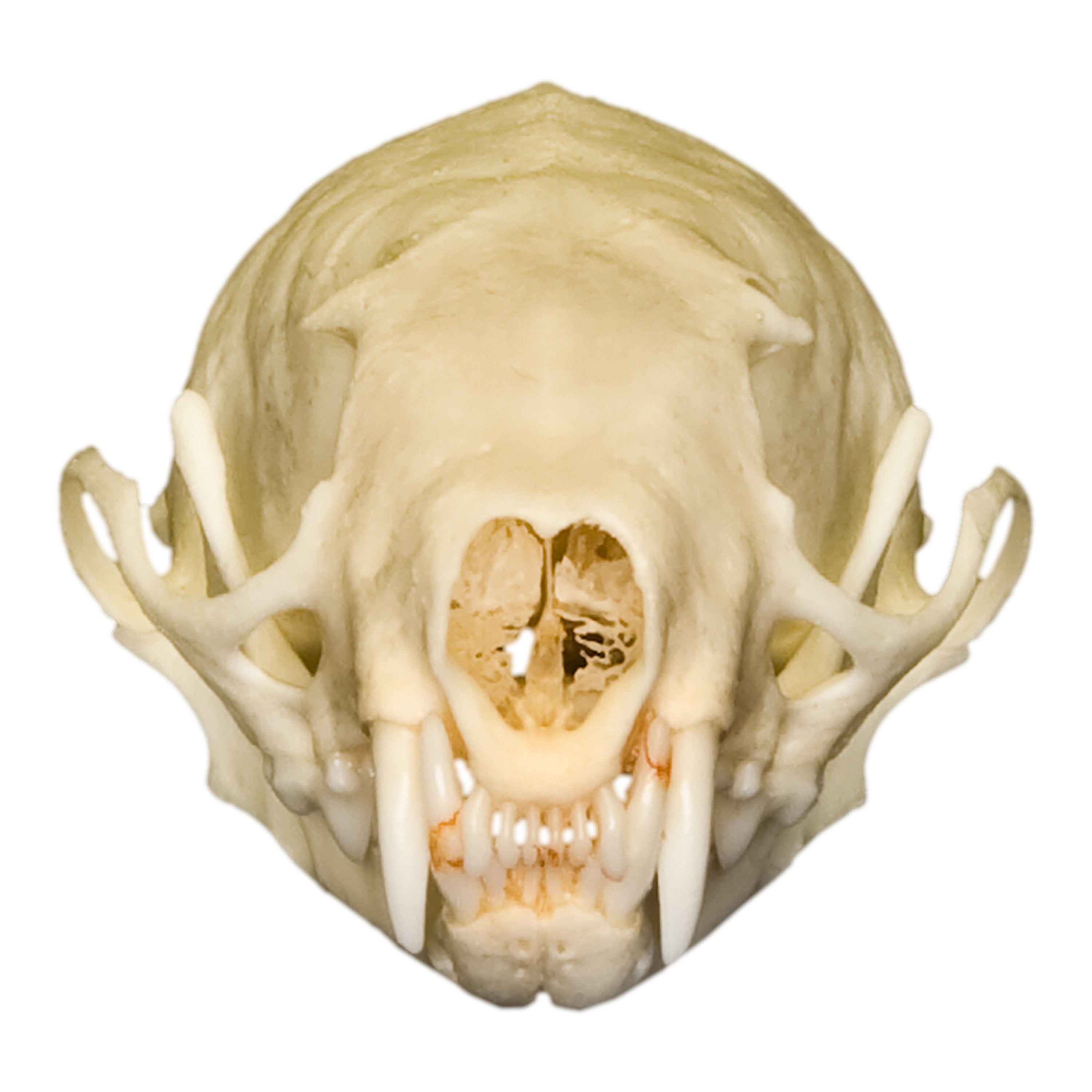 Authentic Real Weasel Skull Specimen - Taxidermy Oddity for Science Education & Gothic Decor - Perfect for Biology Classrooms, Horror Collections & Halloween Displays