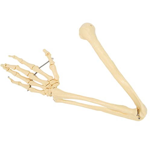 Professional Human Arm Bone Model - Upper Limb Anatomical Skeleton for Medical Teaching & Study | Perfect for Classroom Demonstrations, Medical Training, and Anatomy Education