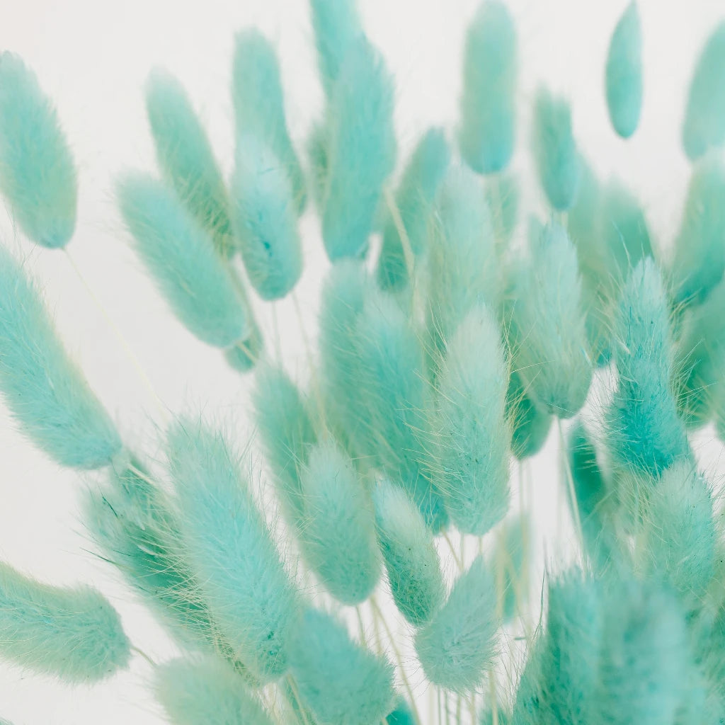 Premium Baby Blue Dried Bunny Tail Grass - Natural Decorative Floral Stems for Boho Wedding Centerpieces, Home Decor & DIY Crafts