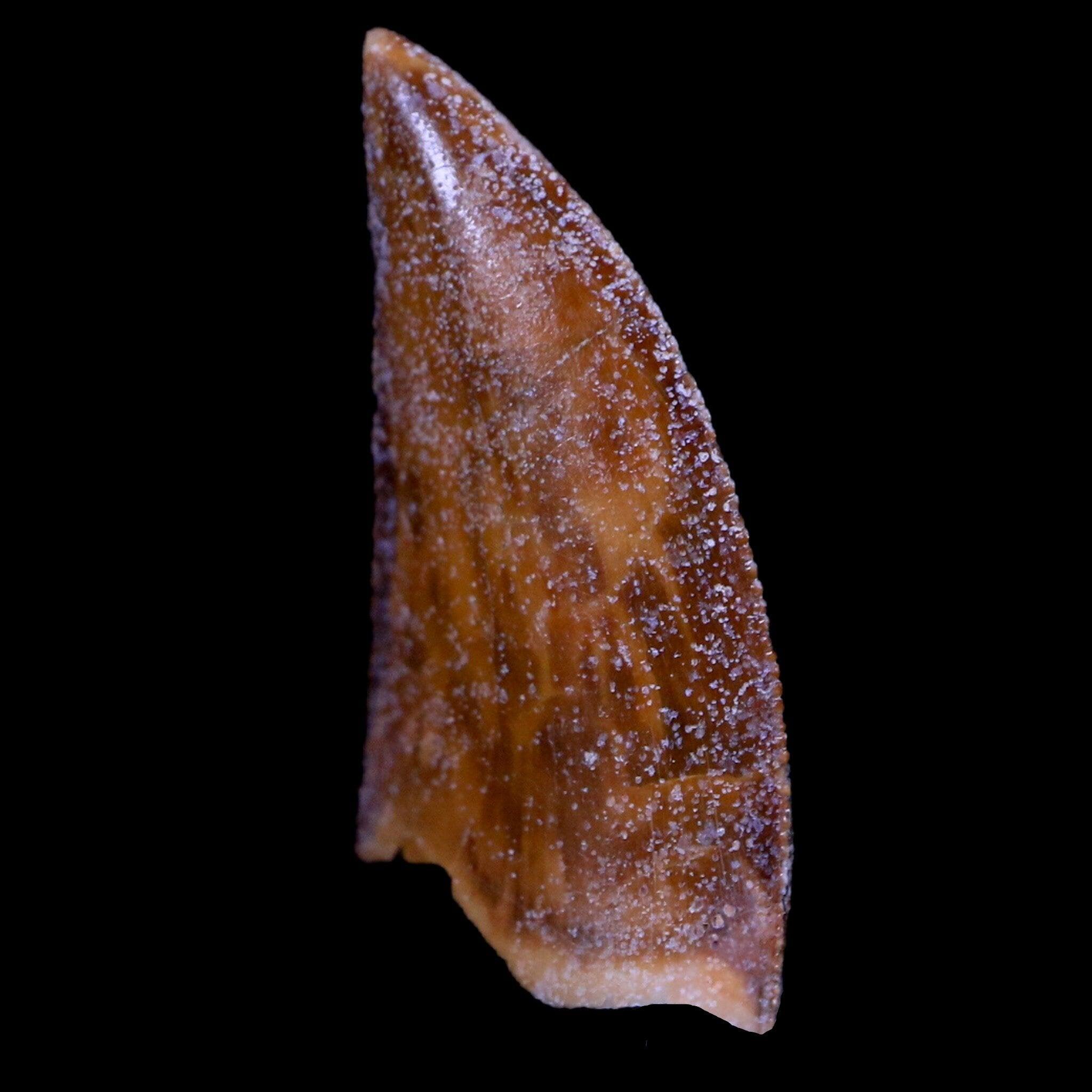 Authentic Majungasaurus Serrated Dinosaur Tooth Fossil from Madagascar - Cretaceous Period with COA - Perfect for Paleontology Collections & Educational Displays