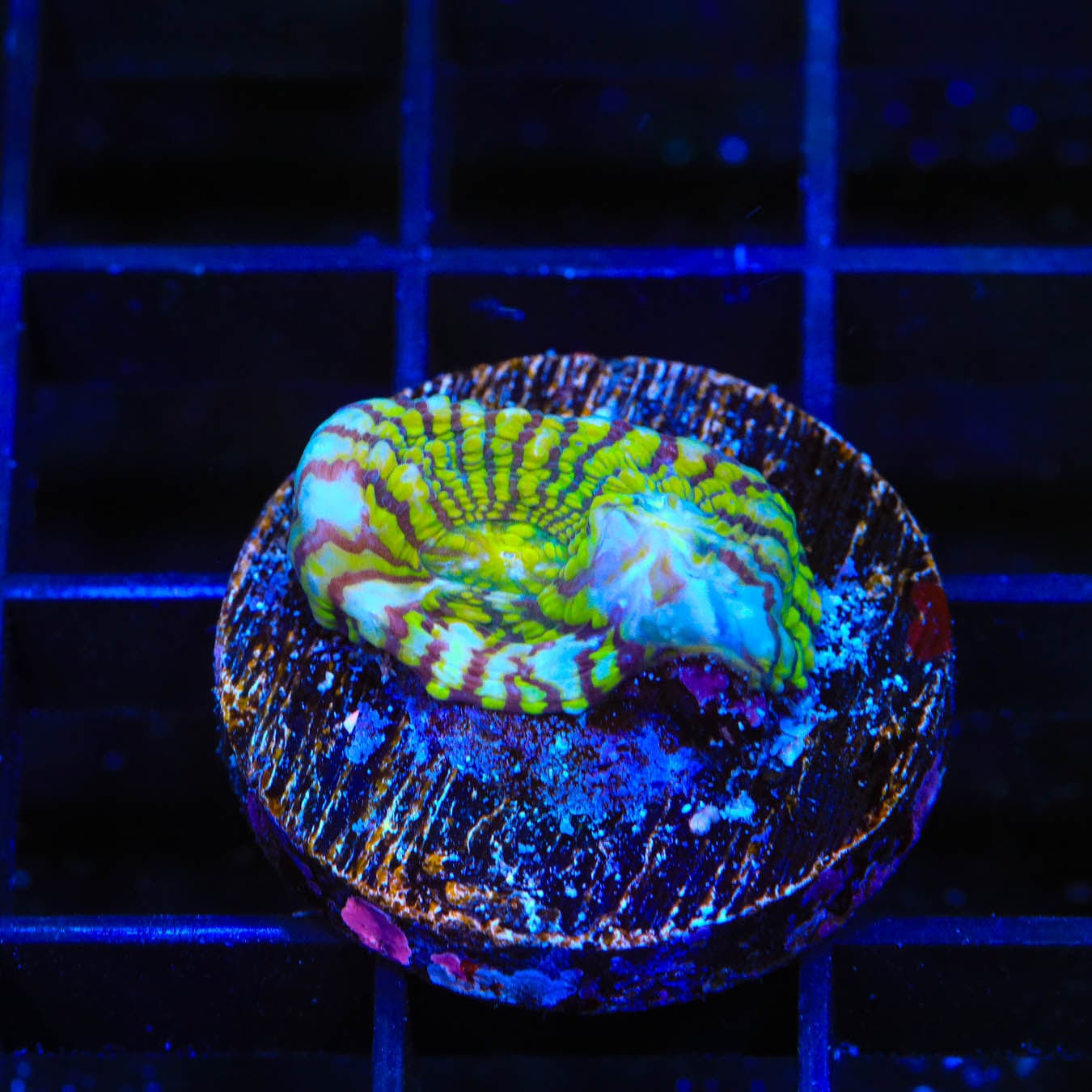 Premium Convict Chalice Coral for Saltwater Aquariums – Vibrant Coral for Reef Tanks & Marine Displays