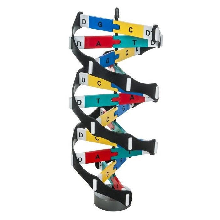 DNA Model Kit - Rotatable Double Helix Science Educational Toy for Students & Teachers | Classroom Learning, Biology Study & STEM Projects