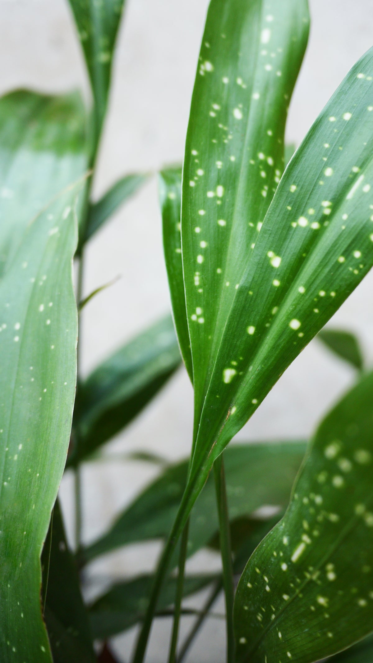 Milky Way Cast Iron Plant (Aspidistra elatior) - 6 Inch Pot | Low Light Indoor Plant for Home & Office Decor