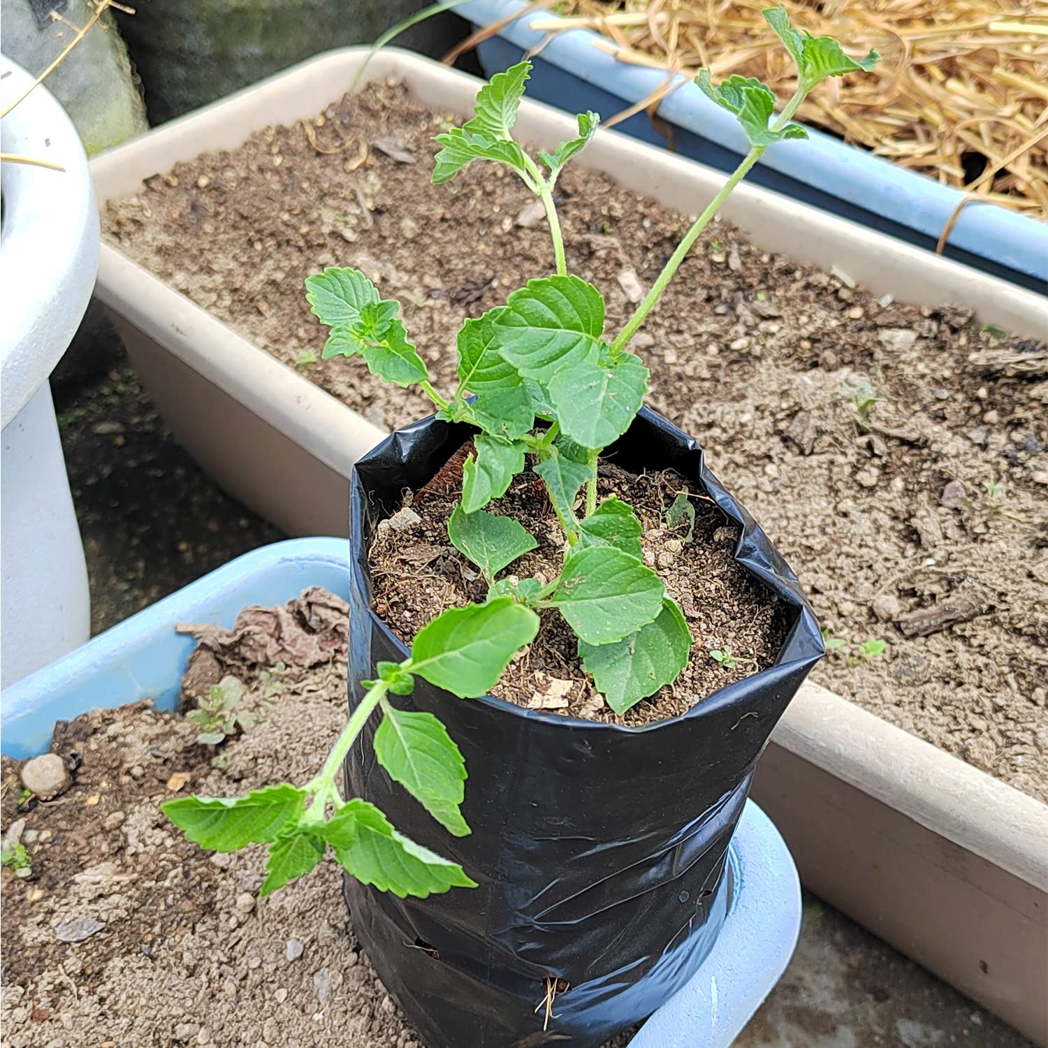 100 Pcs Plant Nursery Bags - 4.7