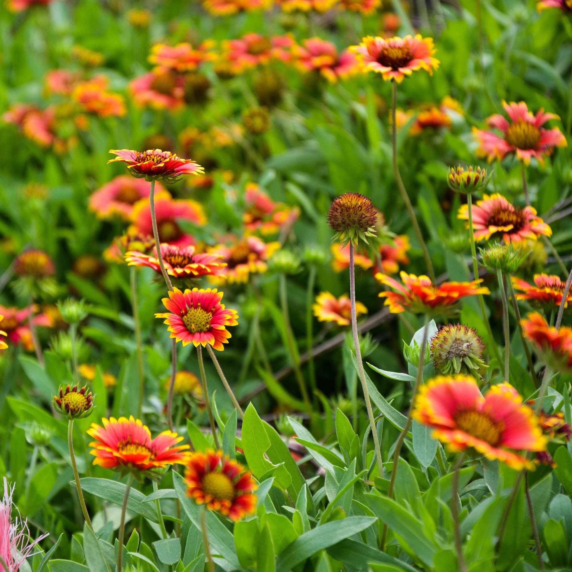 Outsidepride 1/4 lb. Perennial Gaillardia Pulchella Red Indian Blanket Wildflower Seeds for Planting - Drought Tolerant Flower Seeds for Gardens, Landscaping & Pollinator-Friendly Yards