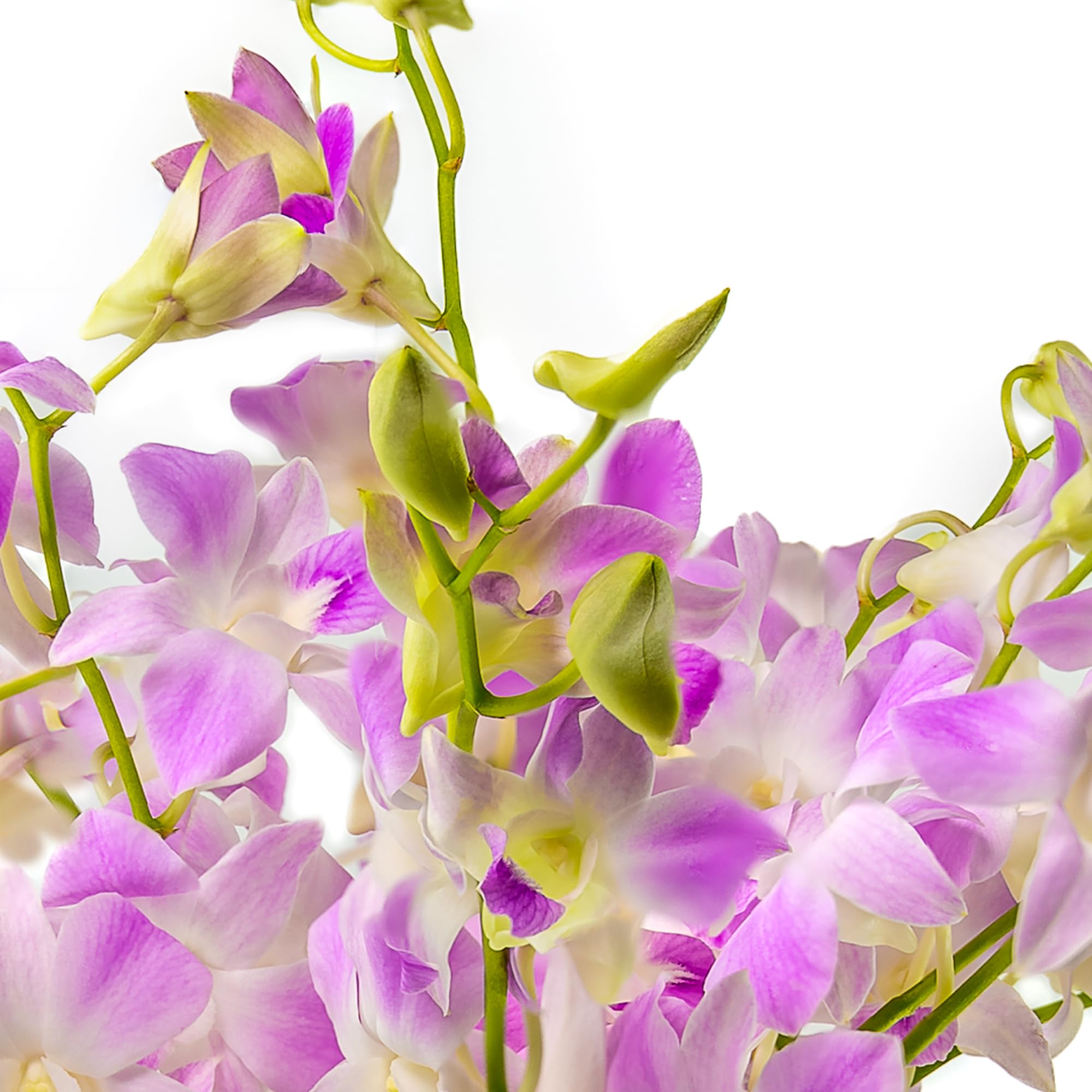 Premium Lavender Orchid Bouquet - 10 Stems Fresh Artificial Flowers for Home Decor, Weddings, Mother's Day, Anniversaries & Special Occasions - High-Quality Silk Orchid Arrangement for Centerpieces, Table Decor & Gifts