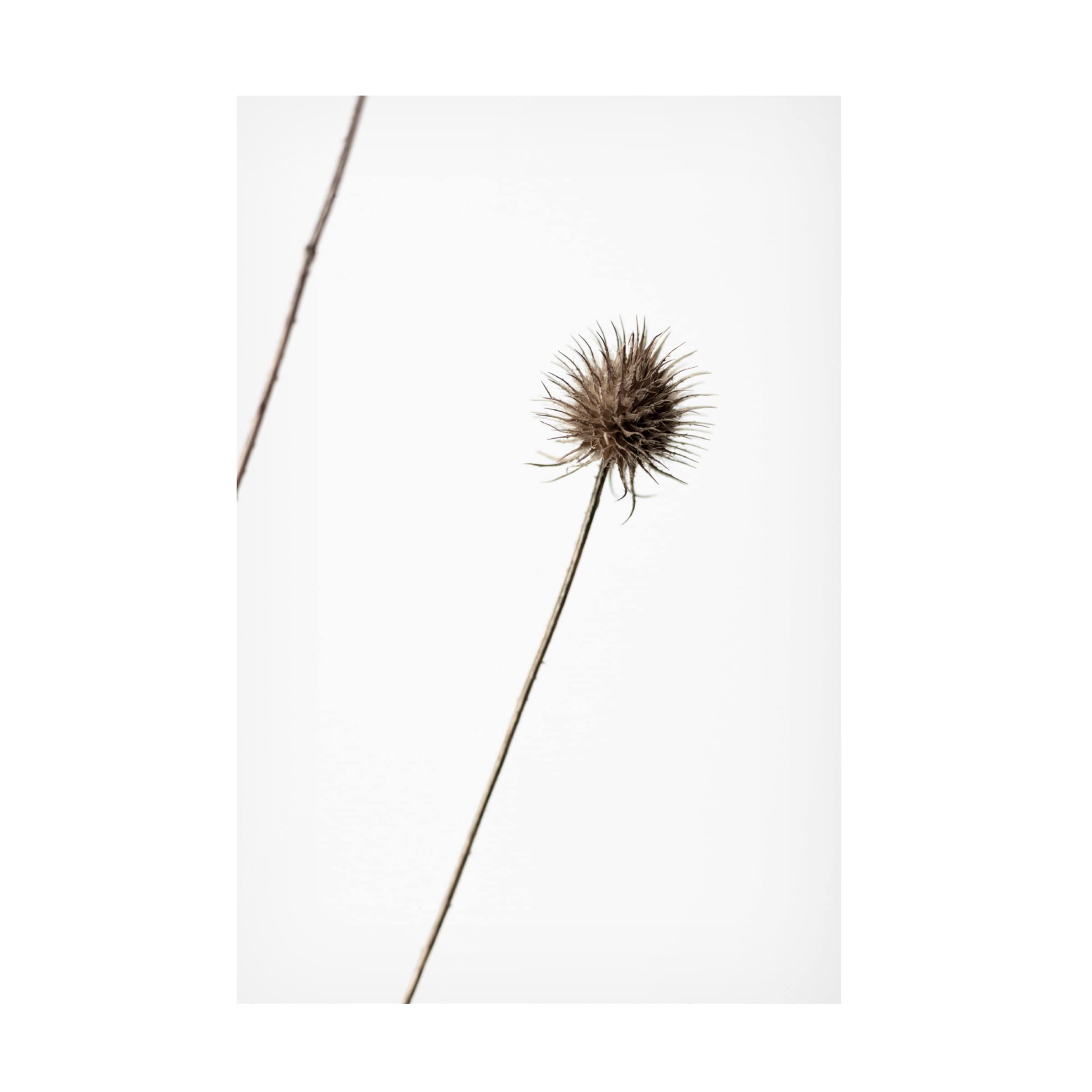 Trademark Fine Art 'Thistle Grey 08' Canvas Wall Painting by 1x Studio III - Perfect for Living Room, Bedroom & Office Decor