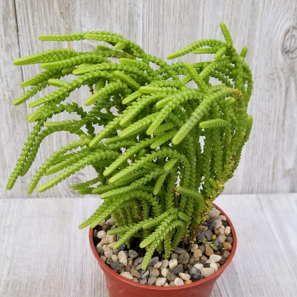 Crassula Muscosa Lycopodioides Succulent Plants - Set of 2 in 3.5 Inch Pots | Watch Chain Succulents for Home Decor, Office Desk & Garden Arrangements