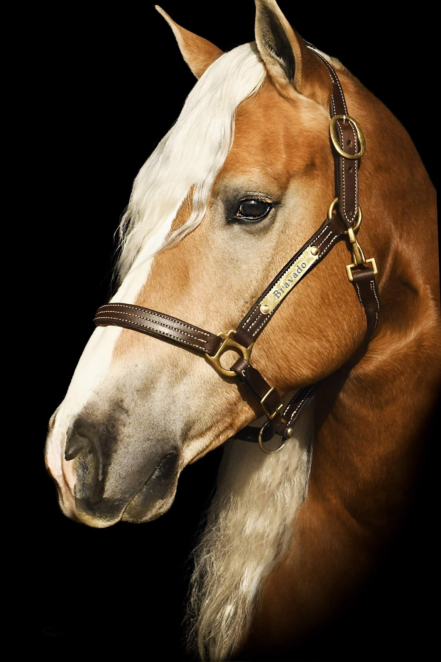 Custom Engraved Leather Horse Halter with Padded Design - Personalized Name Plate for Comfort & Style - Perfect for Training, Shows & Riding