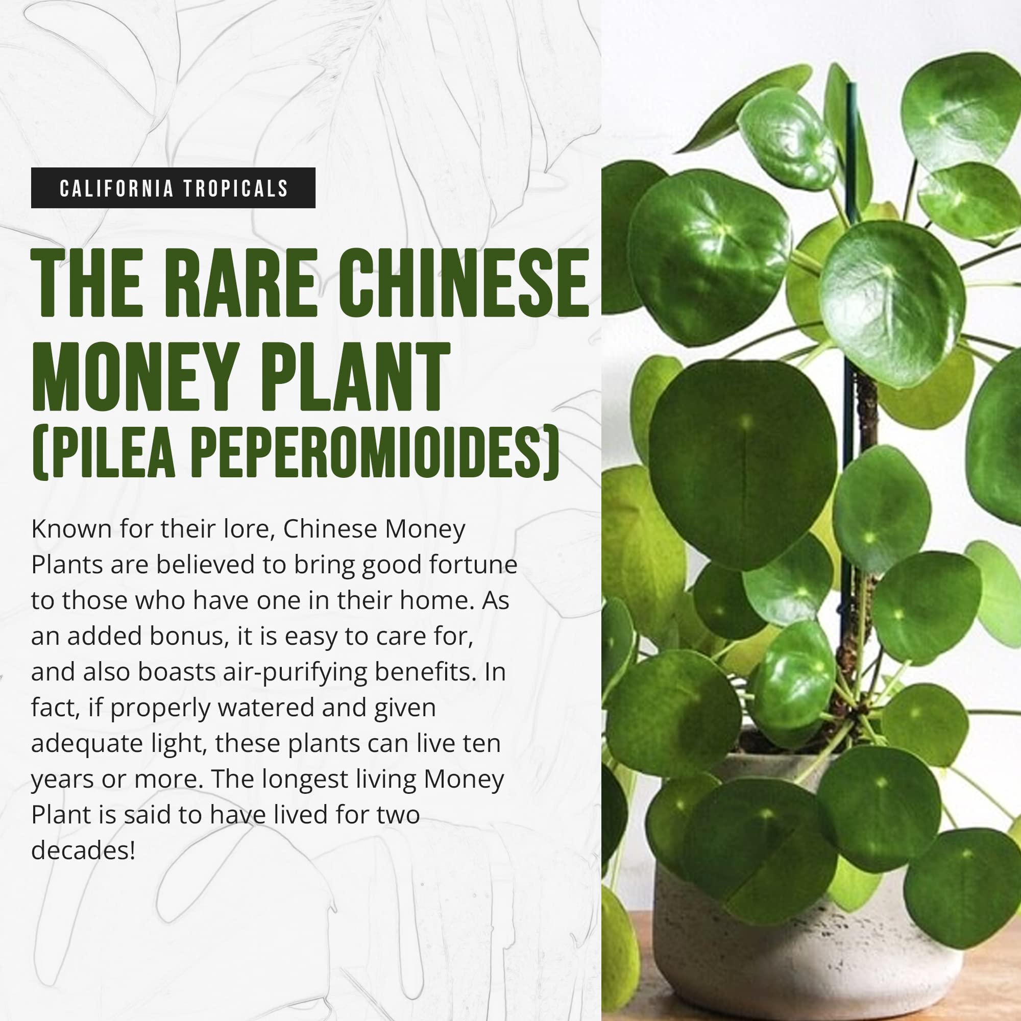 California Tropicals Rare Chinese Money Plant (Pilea Peperomioides) - Live Indoor House Plant in 4 Inch Pot, Low Maintenance Easy Care, Perfect for Office Desk, Home Decor & Feng Shui, Real Gardening Plants for Beginners | Ideal for Living Room, Bedroom & Gift Giving